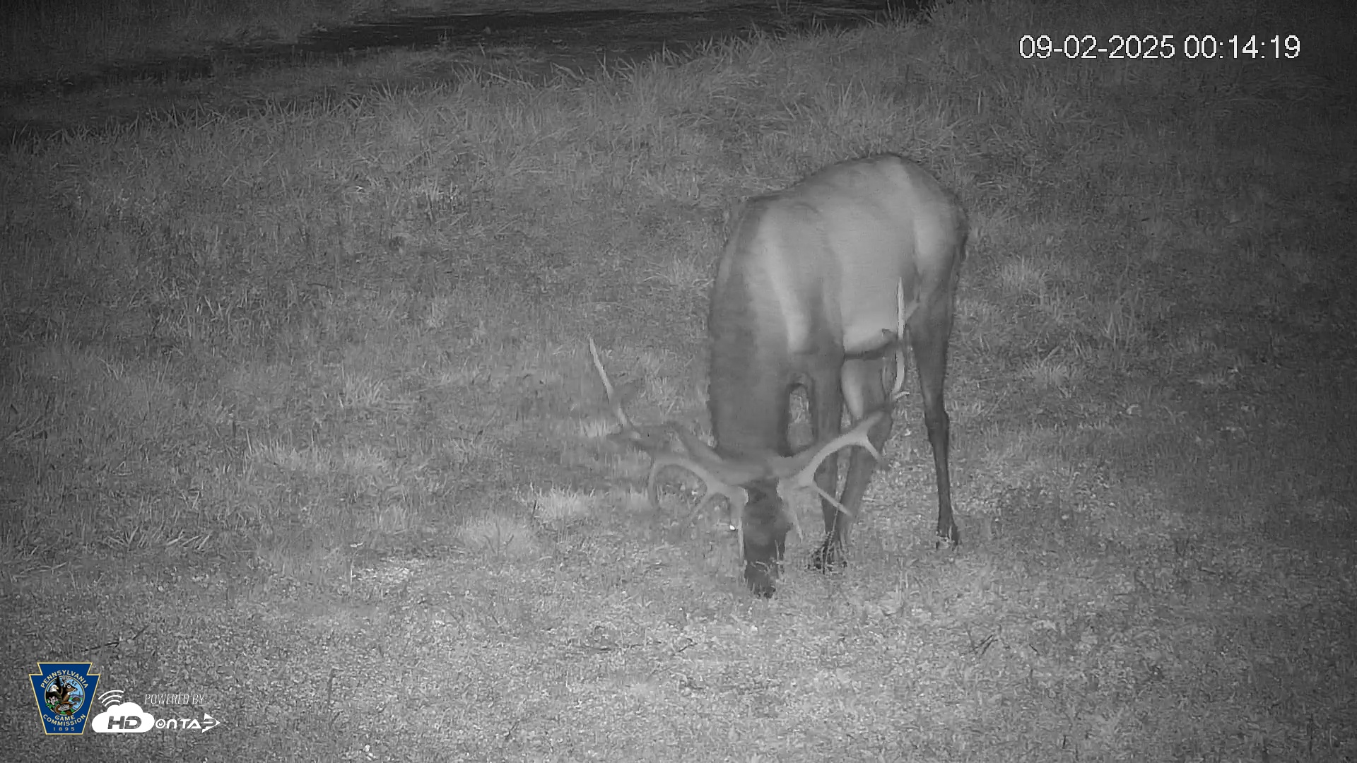 Snapshot of Pennsylvania Elk Live Webcam taken Sep 2, 2025, 12:15am EDT