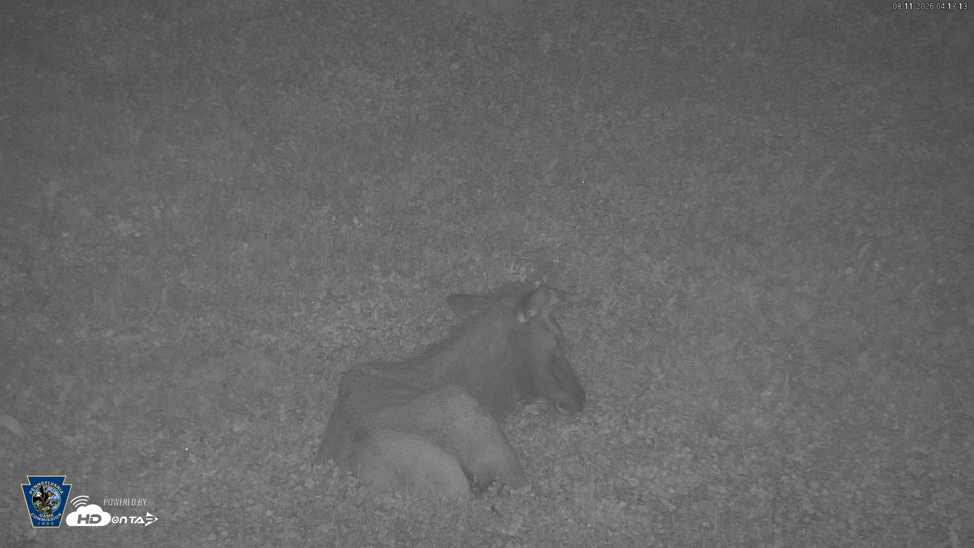 Snapshot of Pennsylvania Elk Live Webcam taken Aug 11, 2026, 4:18am EDT