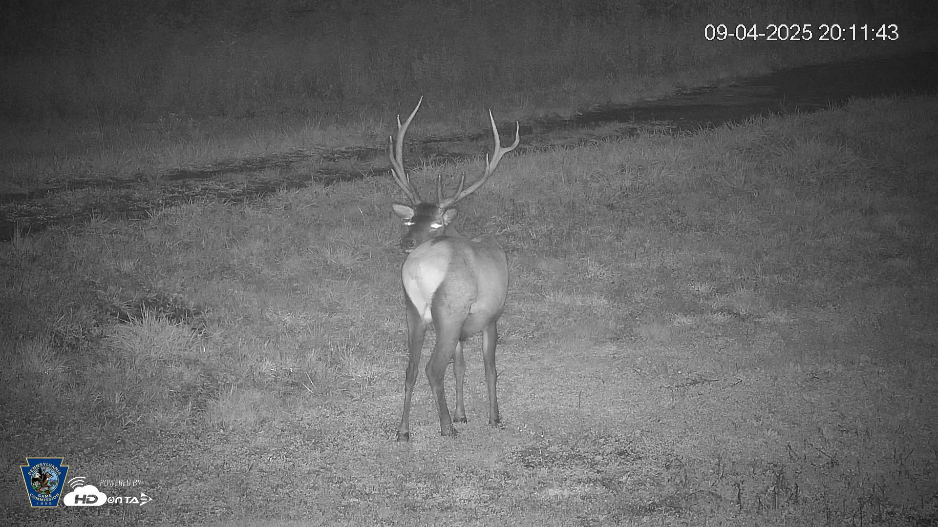 Snapshot of Pennsylvania Elk Live Webcam taken Sep 4, 2025, 8:12pm EDT