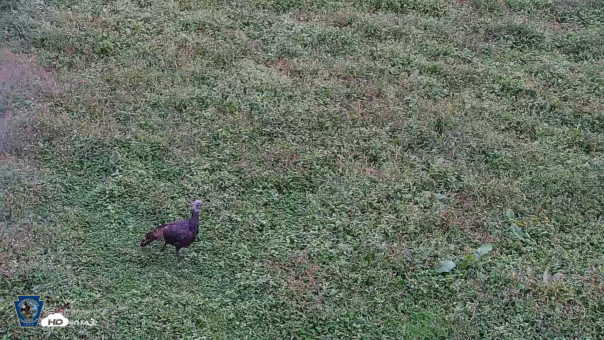 Snapshot of Pennsylvania Elk Live Webcam taken Sep 30, 2026, 11:52am EDT