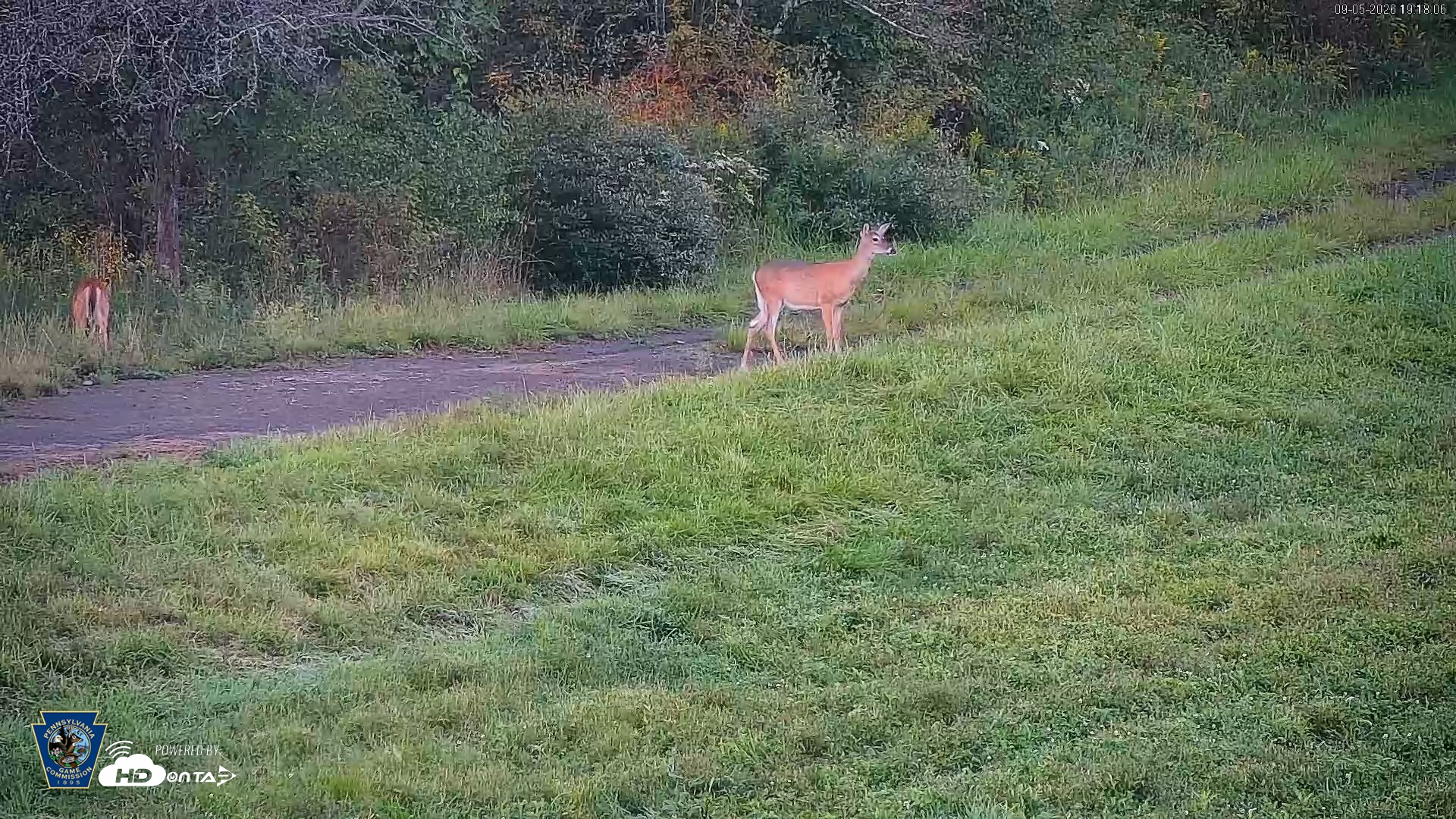 Snapshot of Pennsylvania Elk Live Webcam taken Sep 5, 2026, 7:18pm EDT