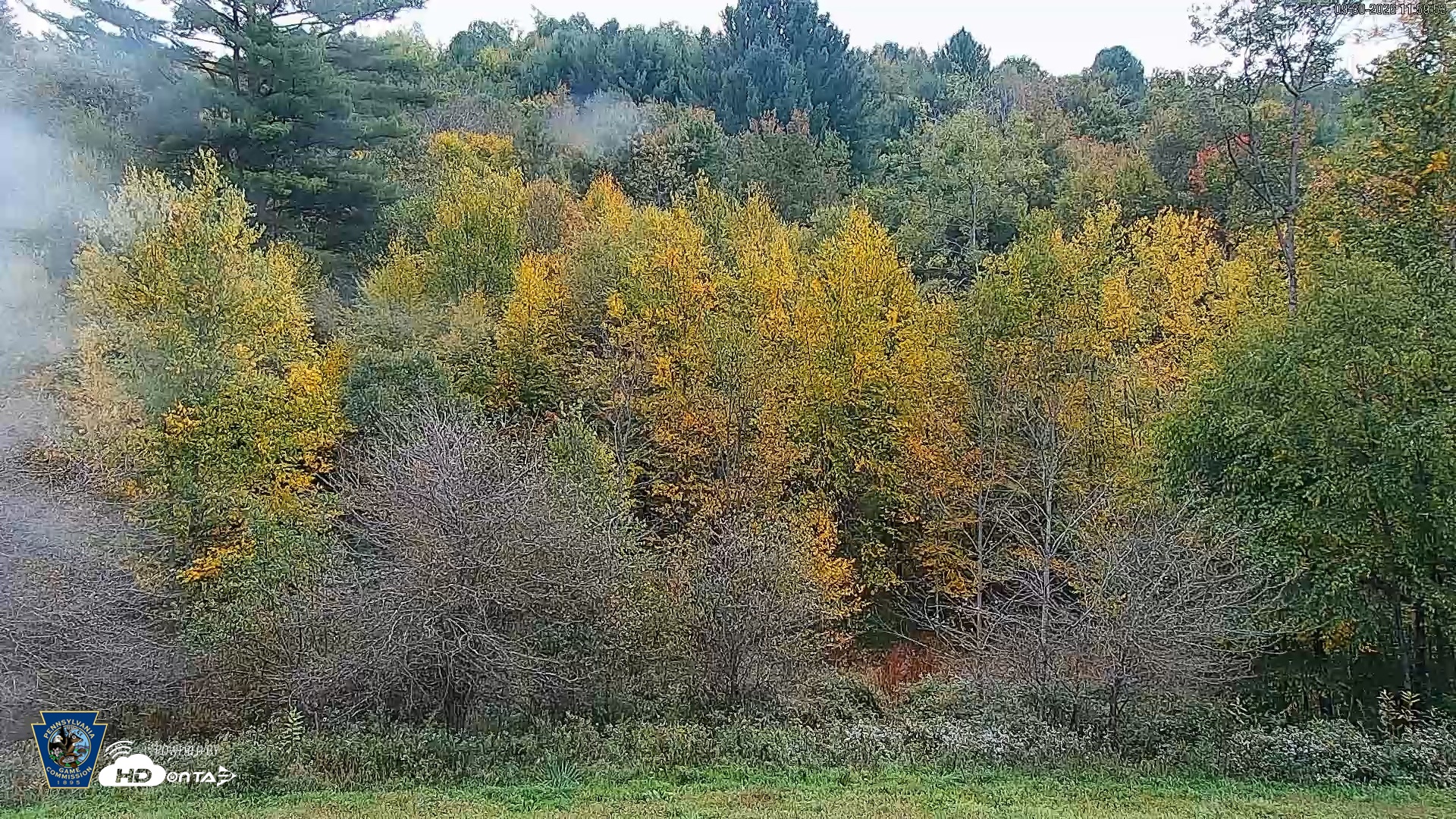 Snapshot of Pennsylvania Elk Live Webcam taken Sep 30, 2026, 12:01pm EDT