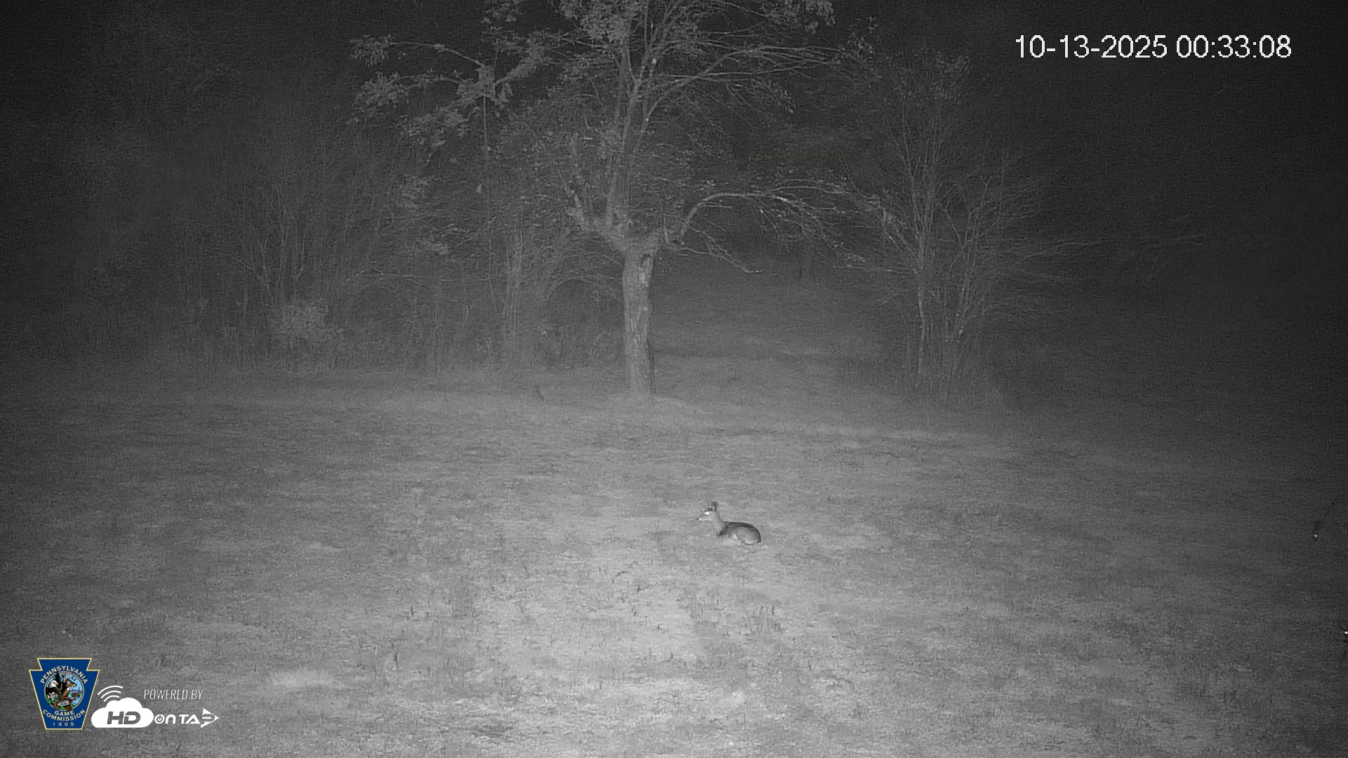 Snapshot of Pennsylvania Elk Live Webcam taken Oct 13, 2025, 12:33am EDT