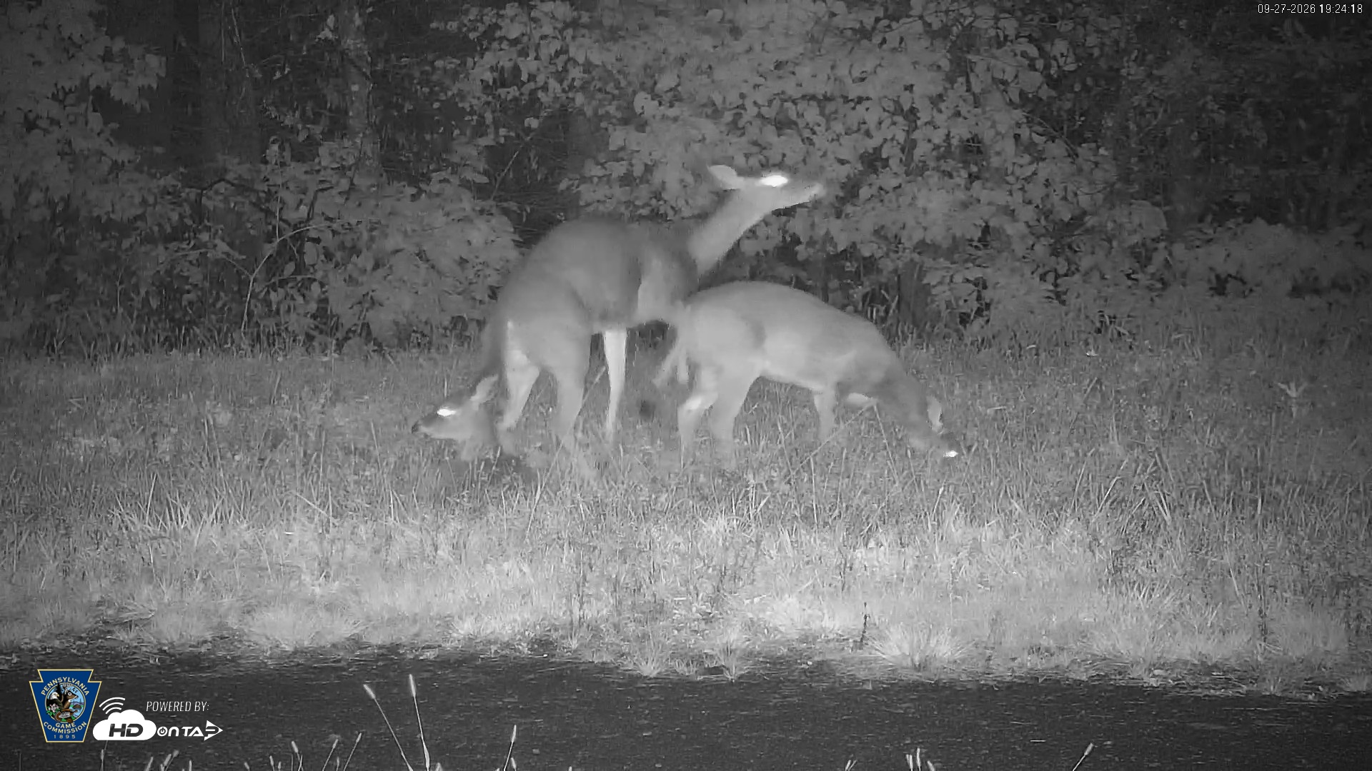 Snapshot of Pennsylvania Elk Live Webcam taken Sep 27, 2026, 7:25pm EDT