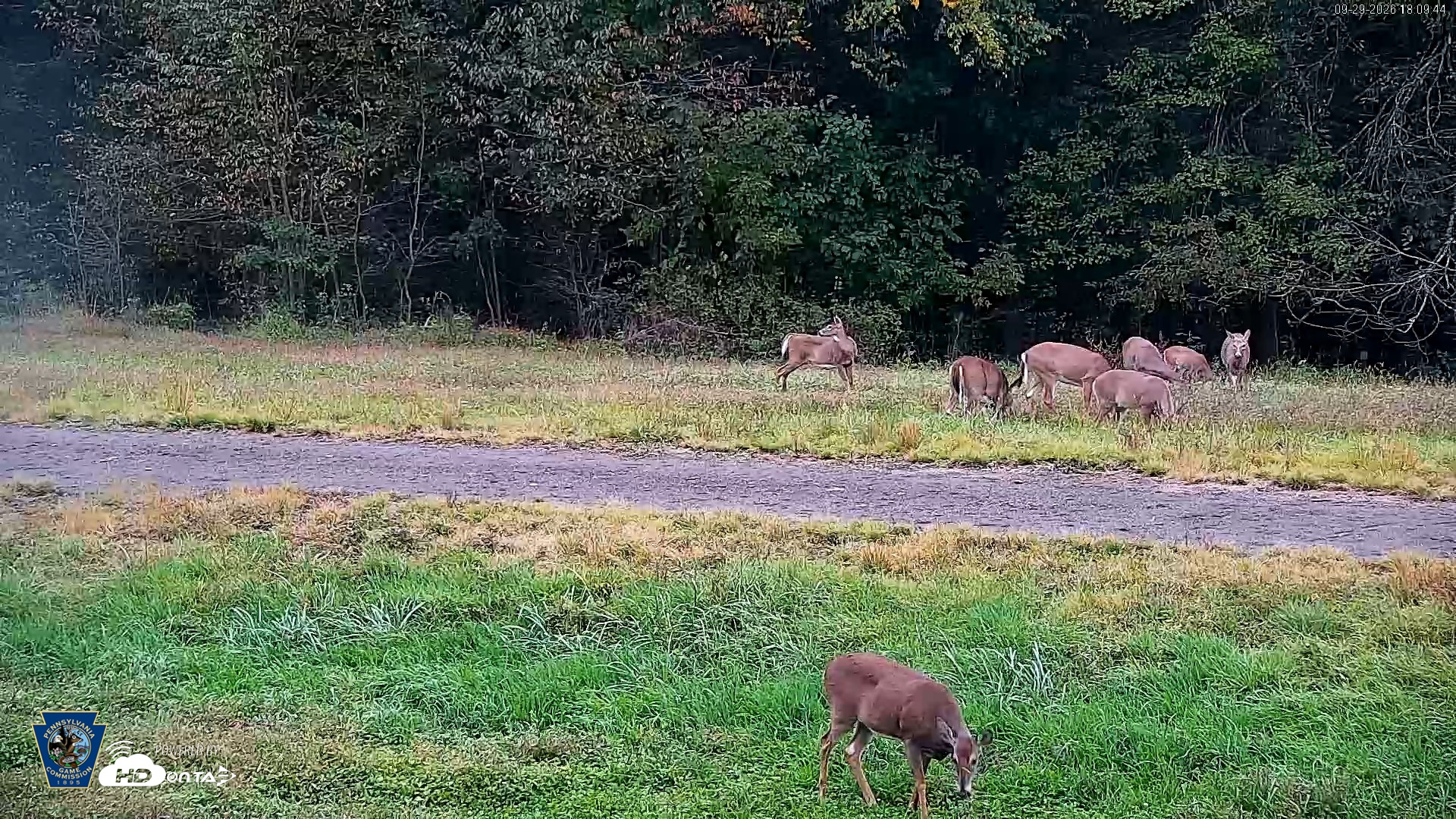 Snapshot of Pennsylvania Elk Live Webcam taken Sep 29, 2026, 6:10pm EDT