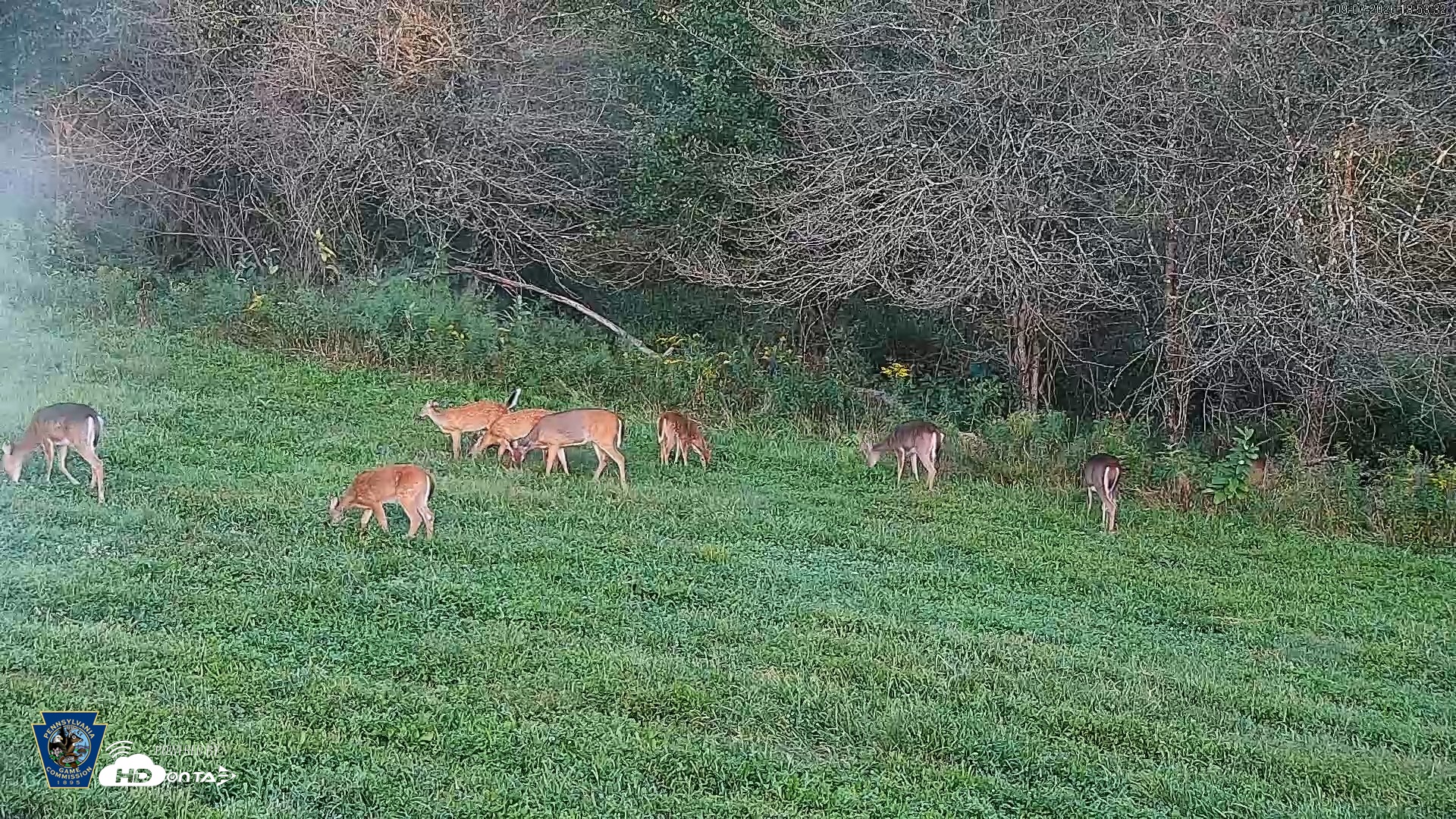 Snapshot of Pennsylvania Elk Live Webcam taken Sep 7, 2026, 6:54pm EDT