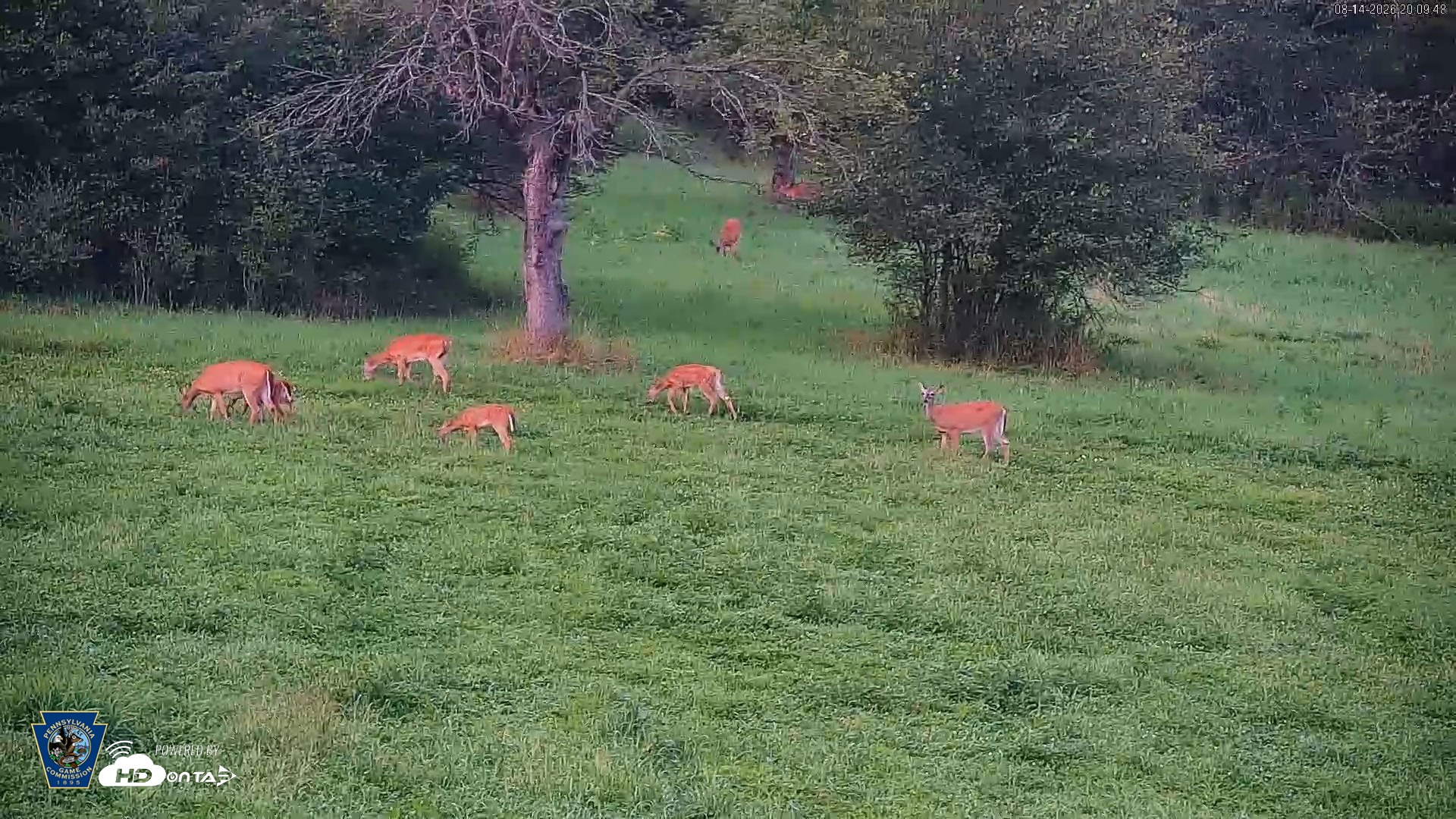 Snapshot of Pennsylvania Elk Live Webcam taken Aug 14, 2026, 8:10pm EDT