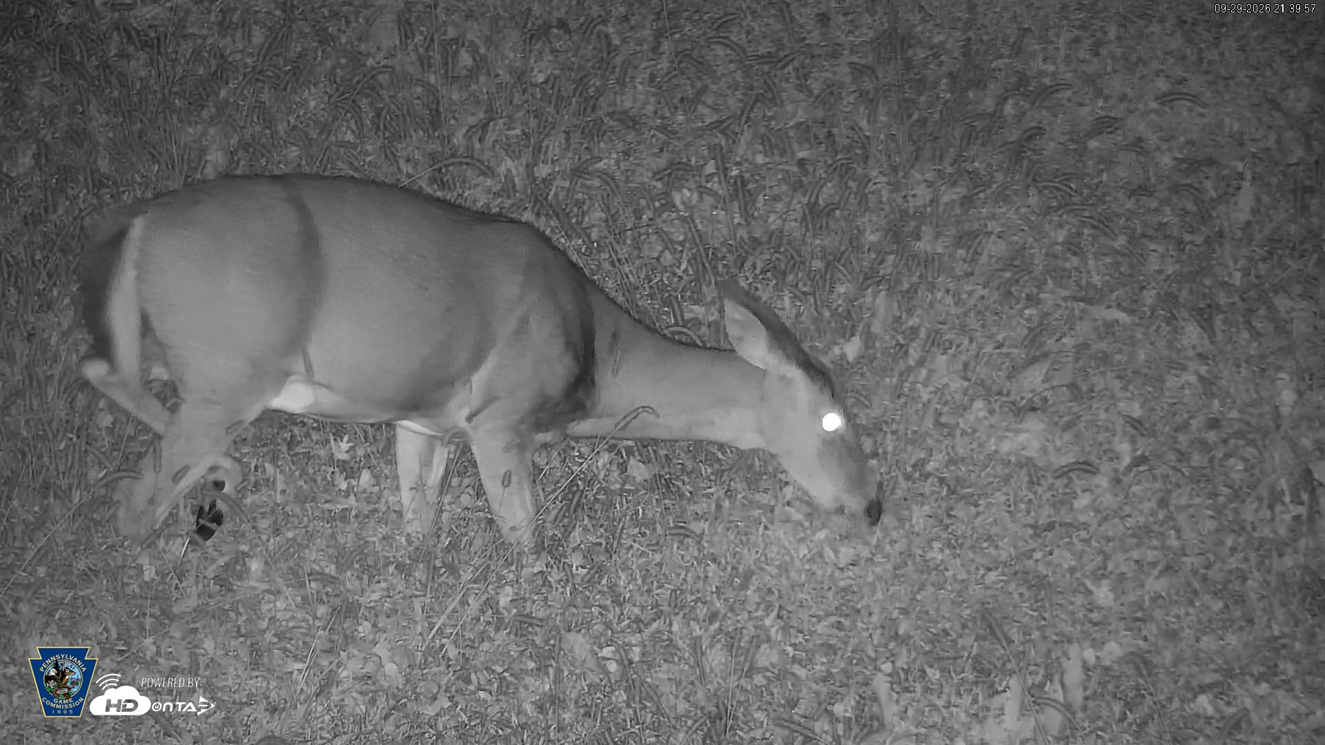 Snapshot of Pennsylvania Elk Live Webcam taken Sep 29, 2026, 9:40pm EDT