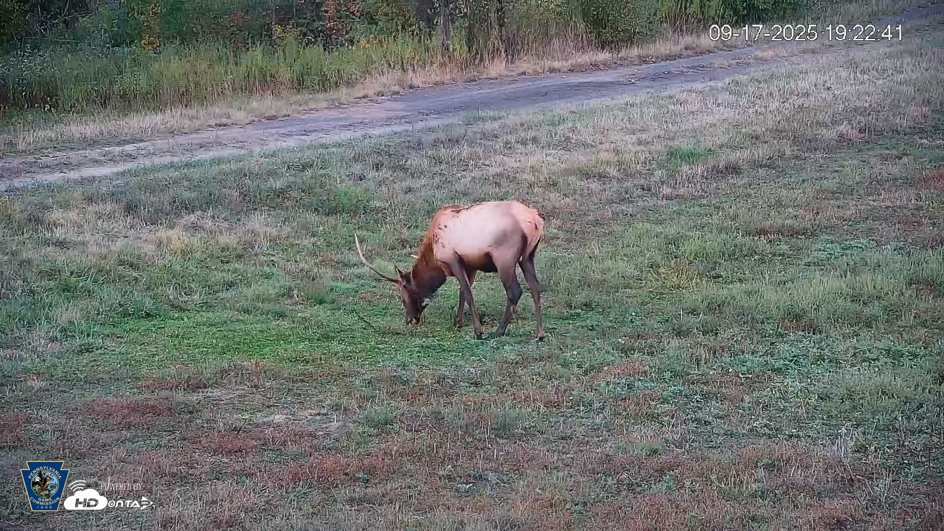 Snapshot of Pennsylvania Elk Live Webcam taken Sep 17, 2025, 7:23pm EDT