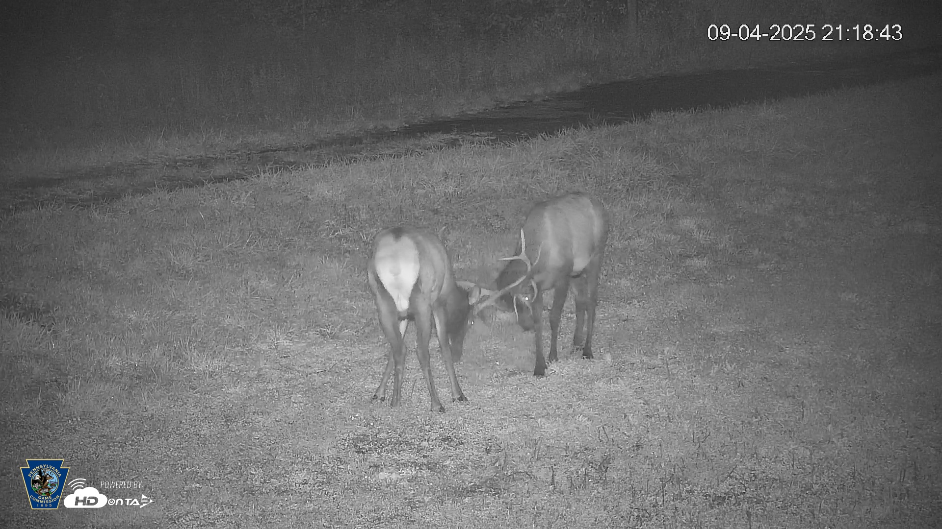 Snapshot of Pennsylvania Elk Live Webcam taken Sep 4, 2025, 9:19pm EDT