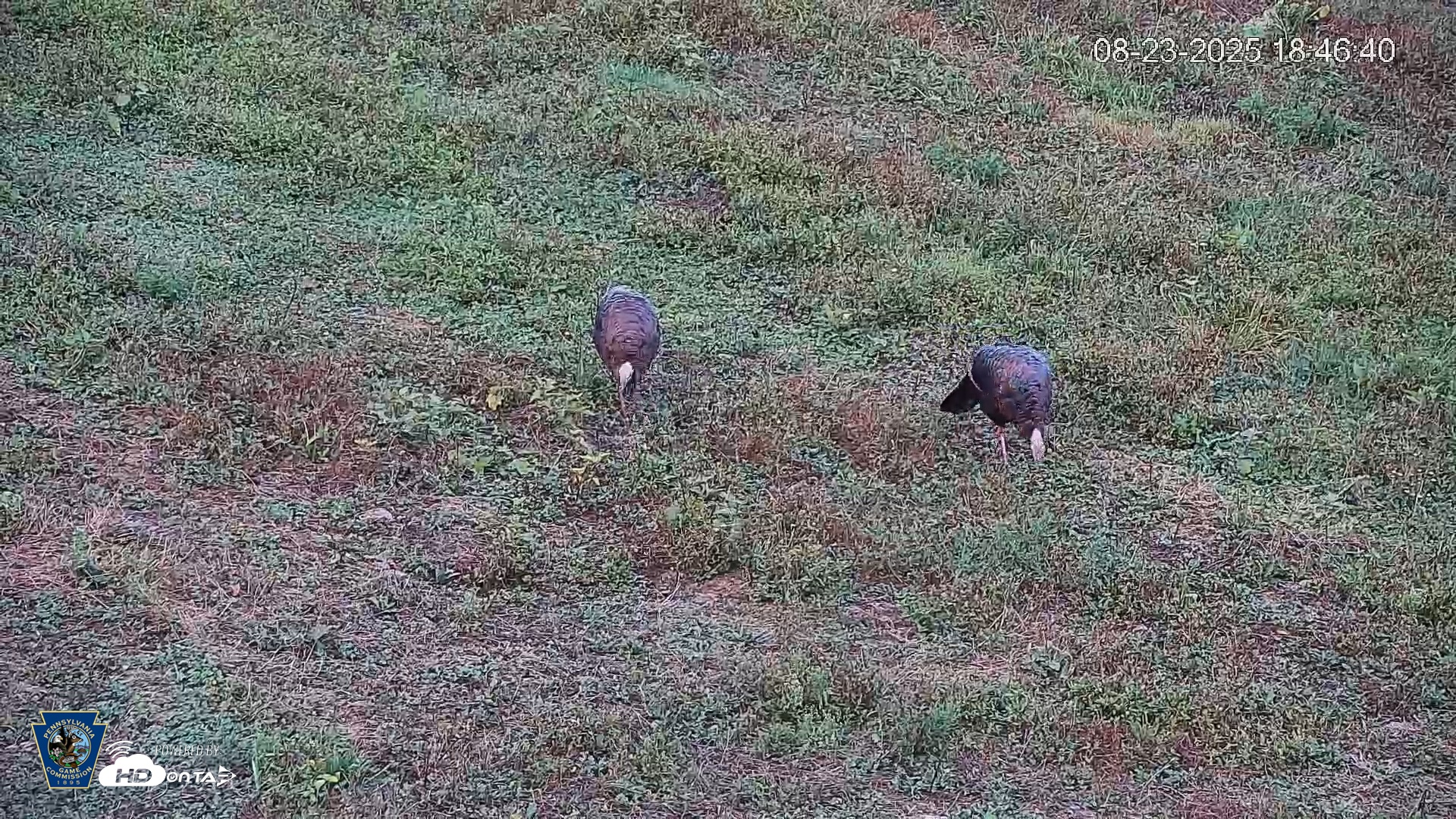 Snapshot of Pennsylvania Elk Live Webcam taken Aug 23, 2025, 6:47pm EDT