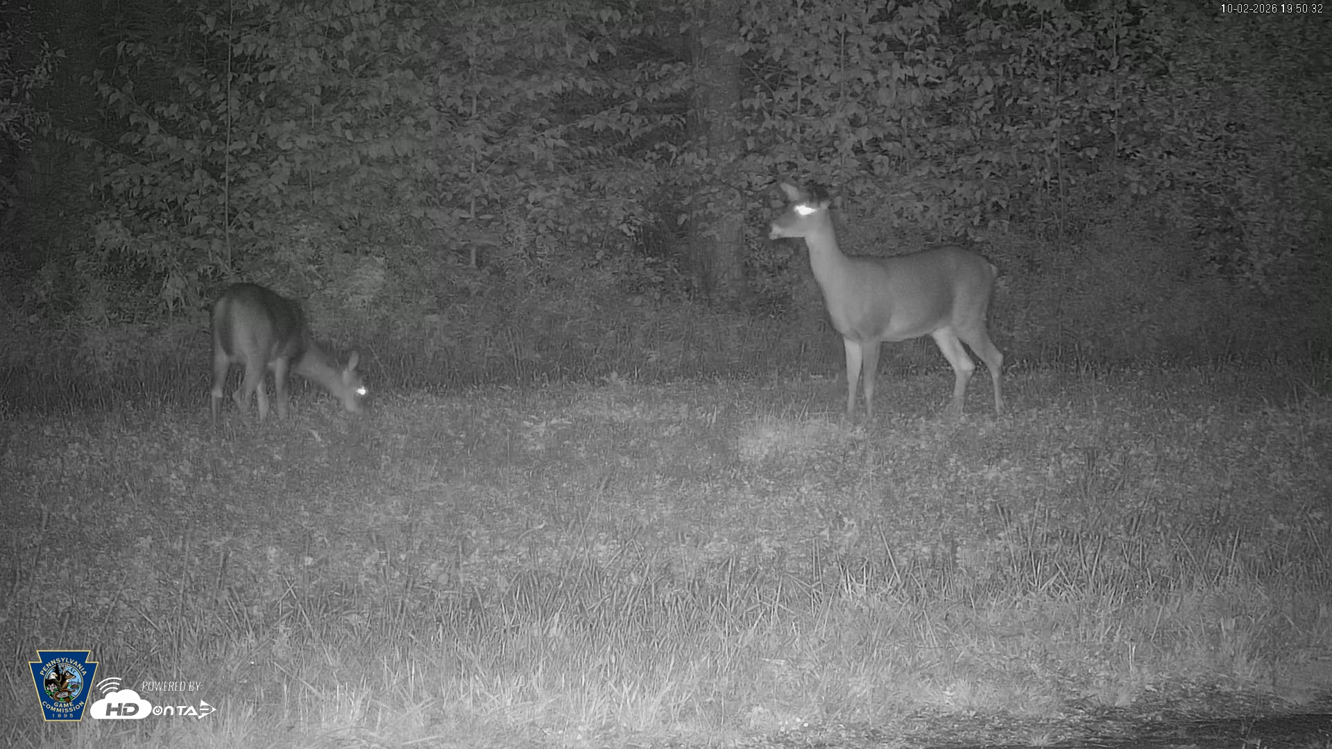 Snapshot of Pennsylvania Elk Live Webcam taken Oct 2, 2026, 7:51pm EDT