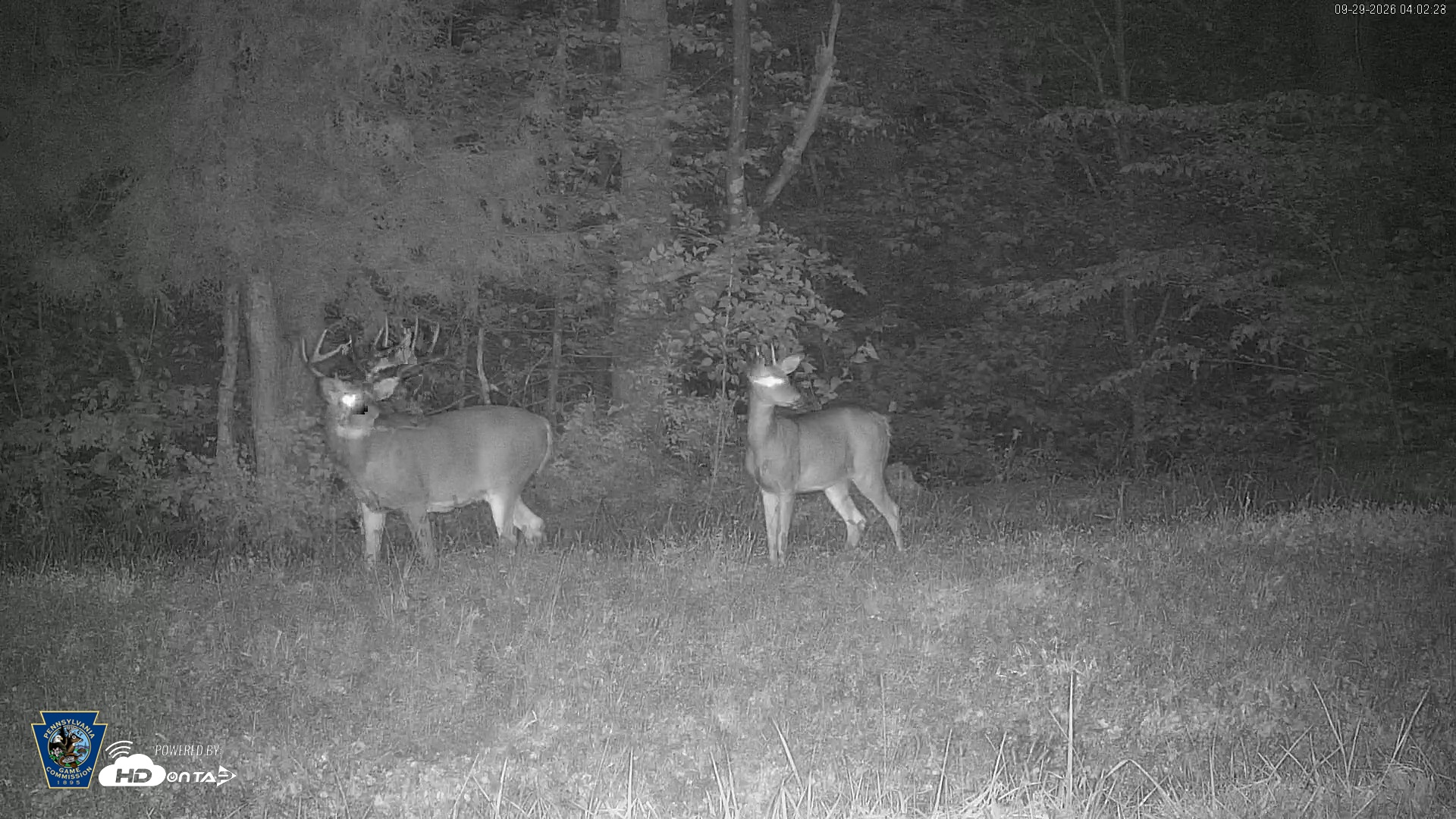 Snapshot of Pennsylvania Elk Live Webcam taken Sep 29, 2026, 4:03am EDT