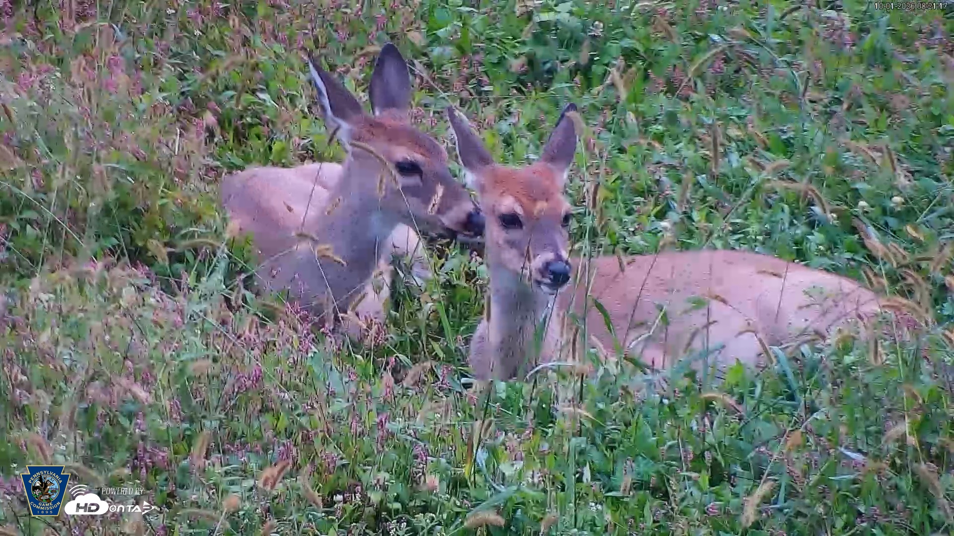 Snapshot of Pennsylvania Elk Live Webcam taken Oct 1, 2026, 8:22am EDT