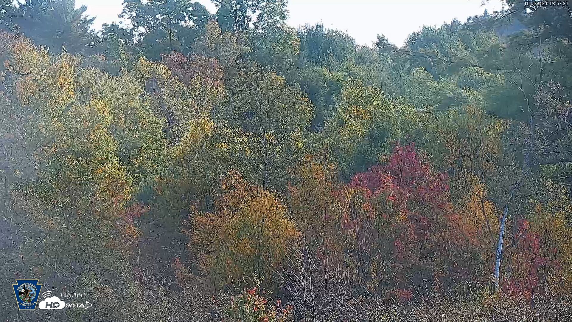 Snapshot of Pennsylvania Elk Live Webcam taken Oct 3, 2026, 8:58am EDT