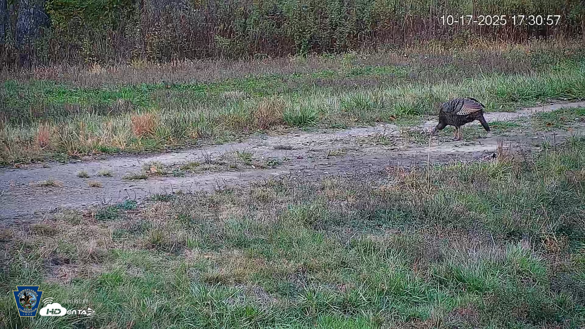 Snapshot of Pennsylvania Elk Live Webcam taken Oct 17, 2025, 5:31pm EDT