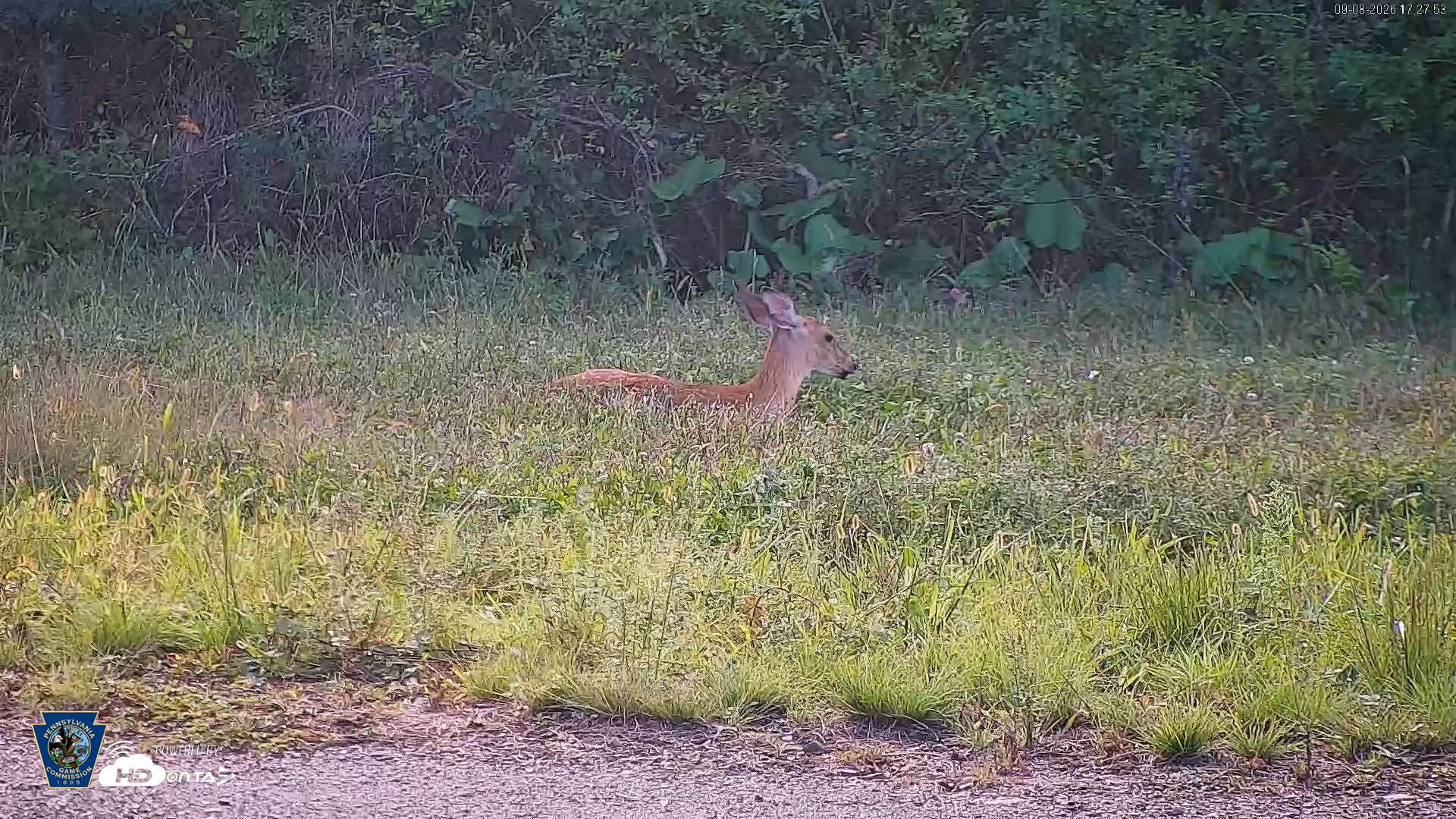 Snapshot of Pennsylvania Elk Live Webcam taken Sep 8, 2026, 5:28pm EDT