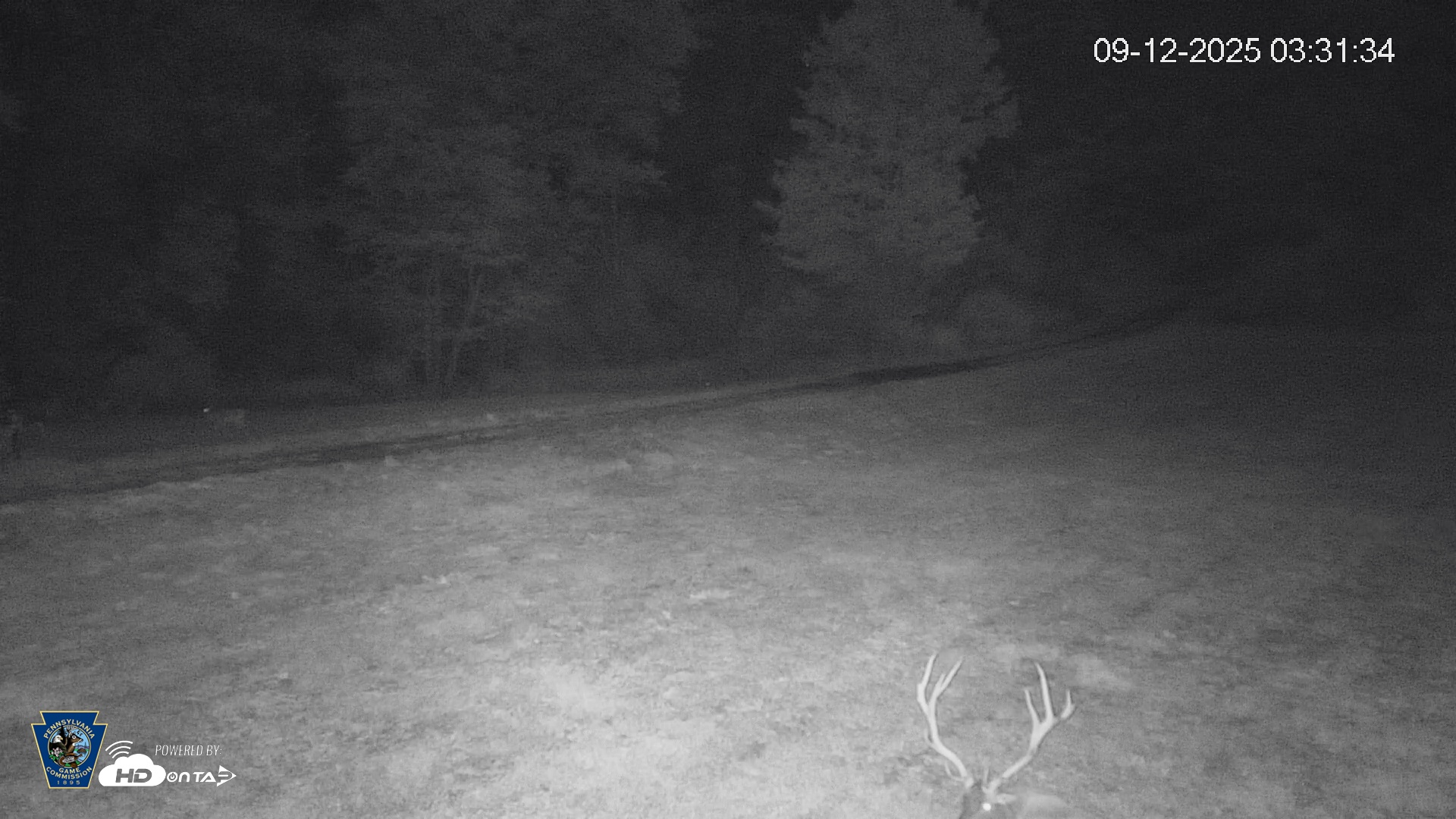 Snapshot of Pennsylvania Elk Live Webcam taken Sep 12, 2025, 3:32am EDT