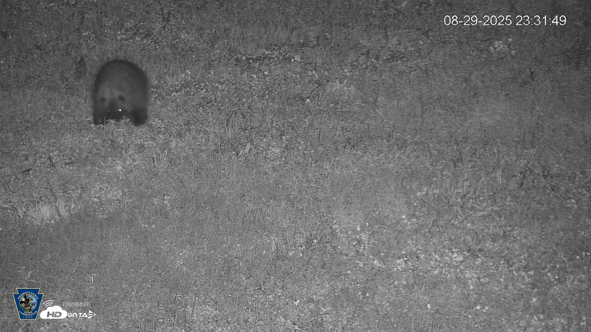 Snapshot of Pennsylvania Elk Live Webcam taken Aug 29, 2025, 11:32pm EDT