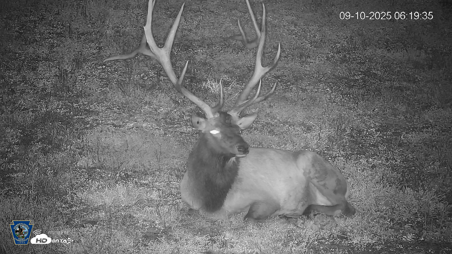 Snapshot of Pennsylvania Elk Live Webcam taken Sep 10, 2025, 6:20am EDT