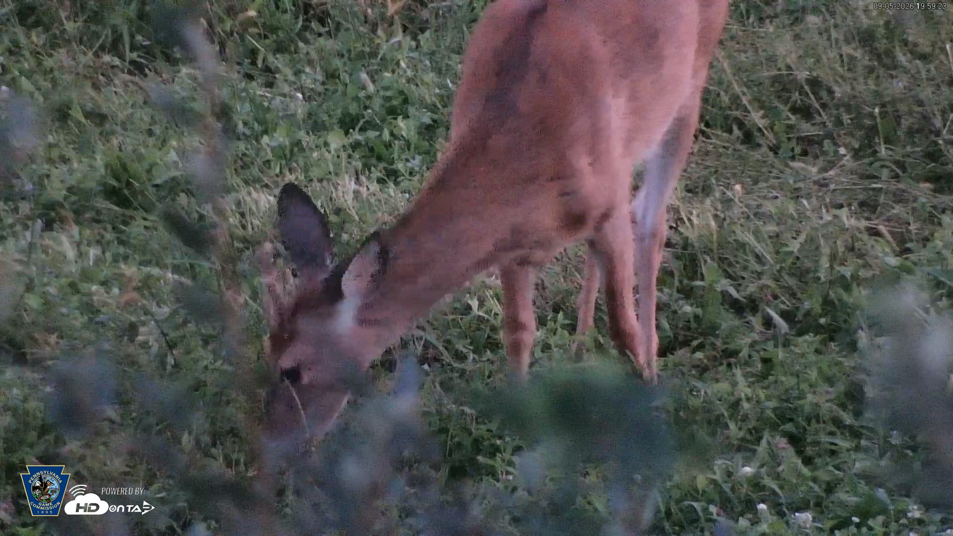 Snapshot of Pennsylvania Elk Live Webcam taken Sep 5, 2026, 8:00pm EDT