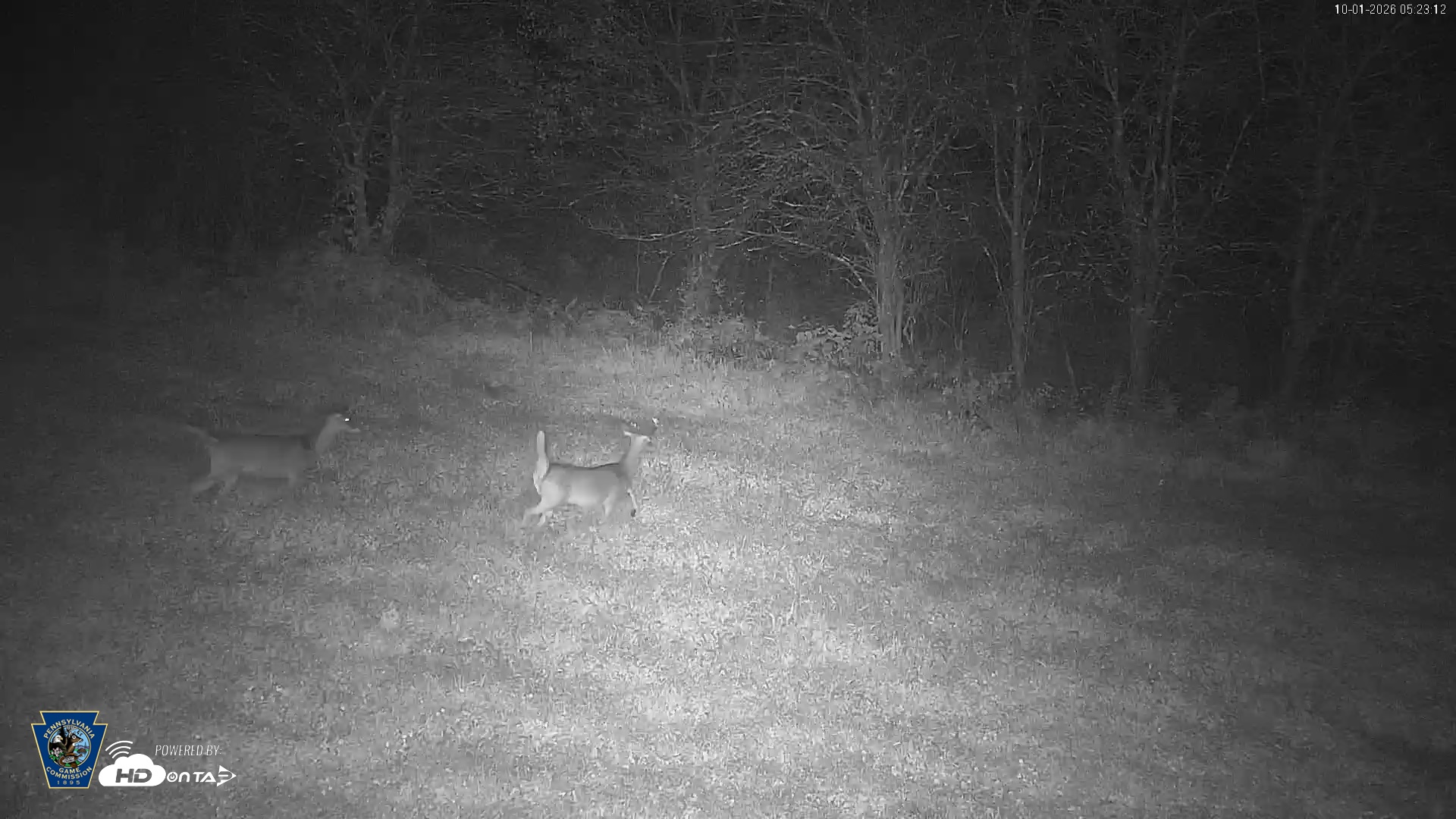 Snapshot of Pennsylvania Elk Live Webcam taken Oct 1, 2026, 5:24am EDT