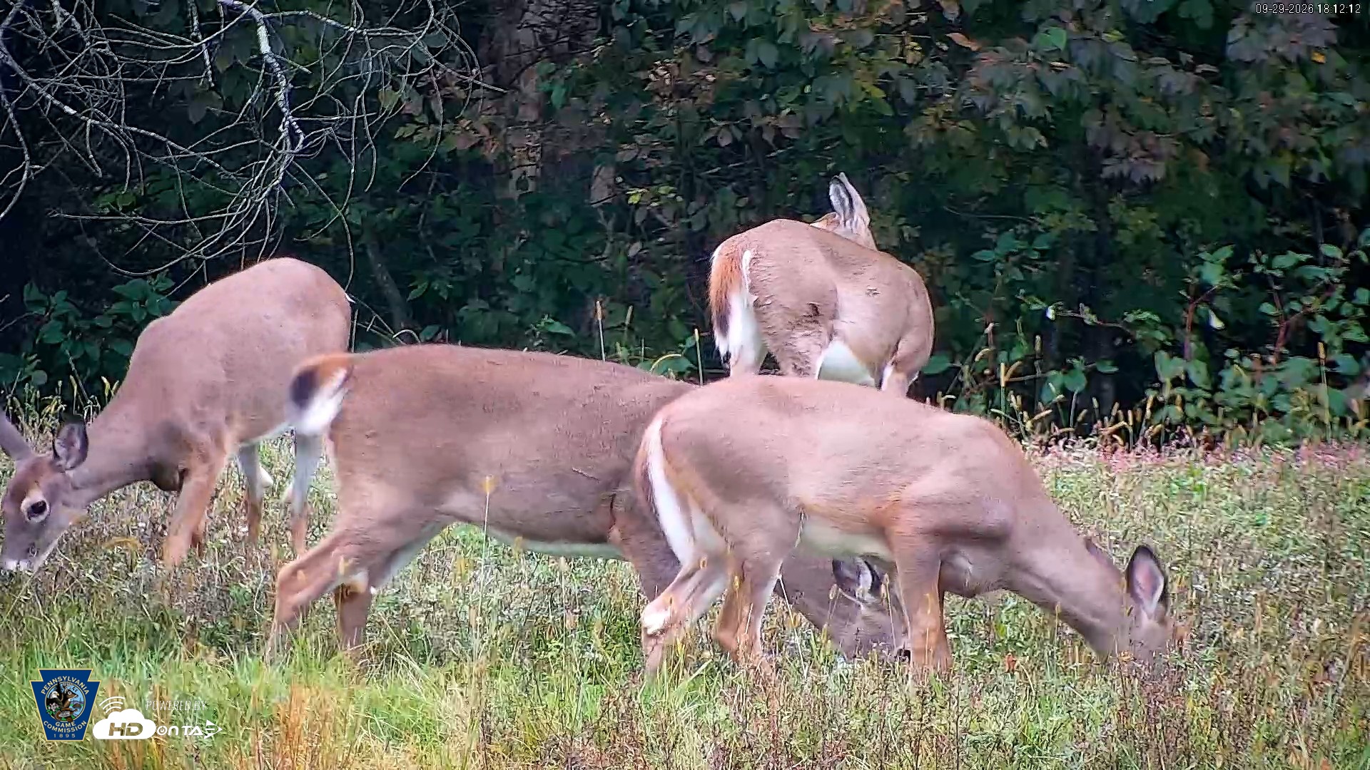 Snapshot of Pennsylvania Elk Live Webcam taken Sep 29, 2026, 6:13pm EDT