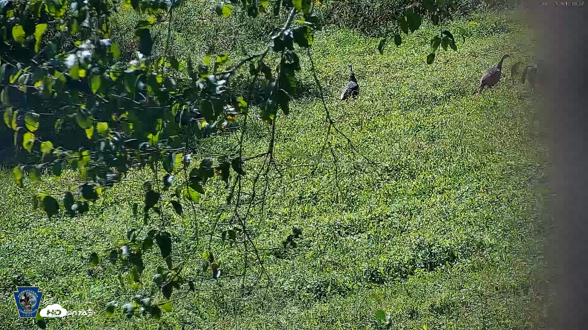 Snapshot of Pennsylvania Elk Live Webcam taken Sep 7, 2026, 12:09pm EDT