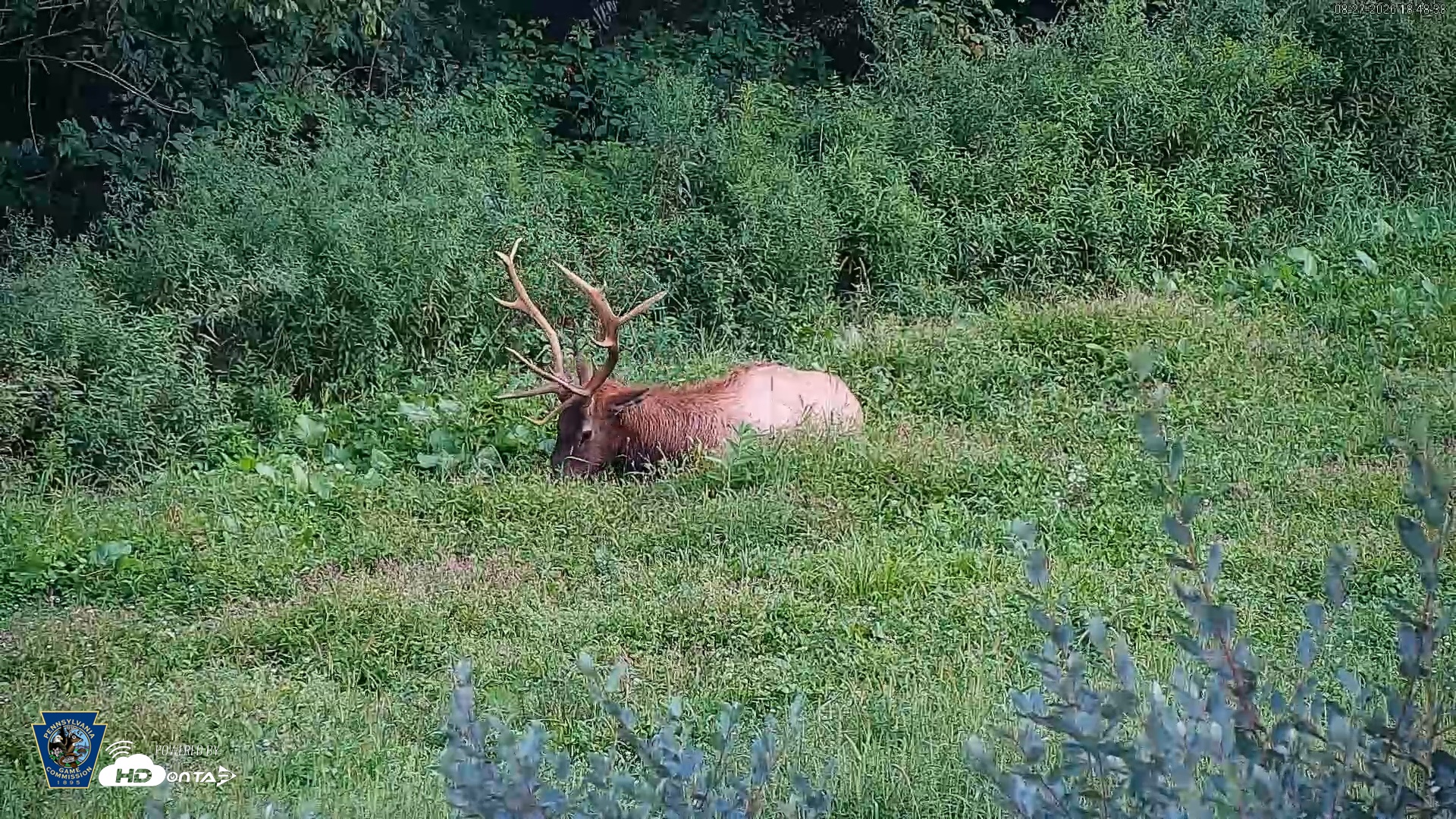 Snapshot of Pennsylvania Elk Live Webcam taken Aug 27, 2026, 6:49pm EDT