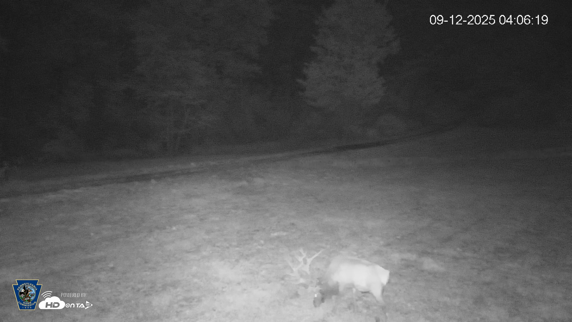 Snapshot of Pennsylvania Elk Live Webcam taken Sep 12, 2025, 4:07am EDT