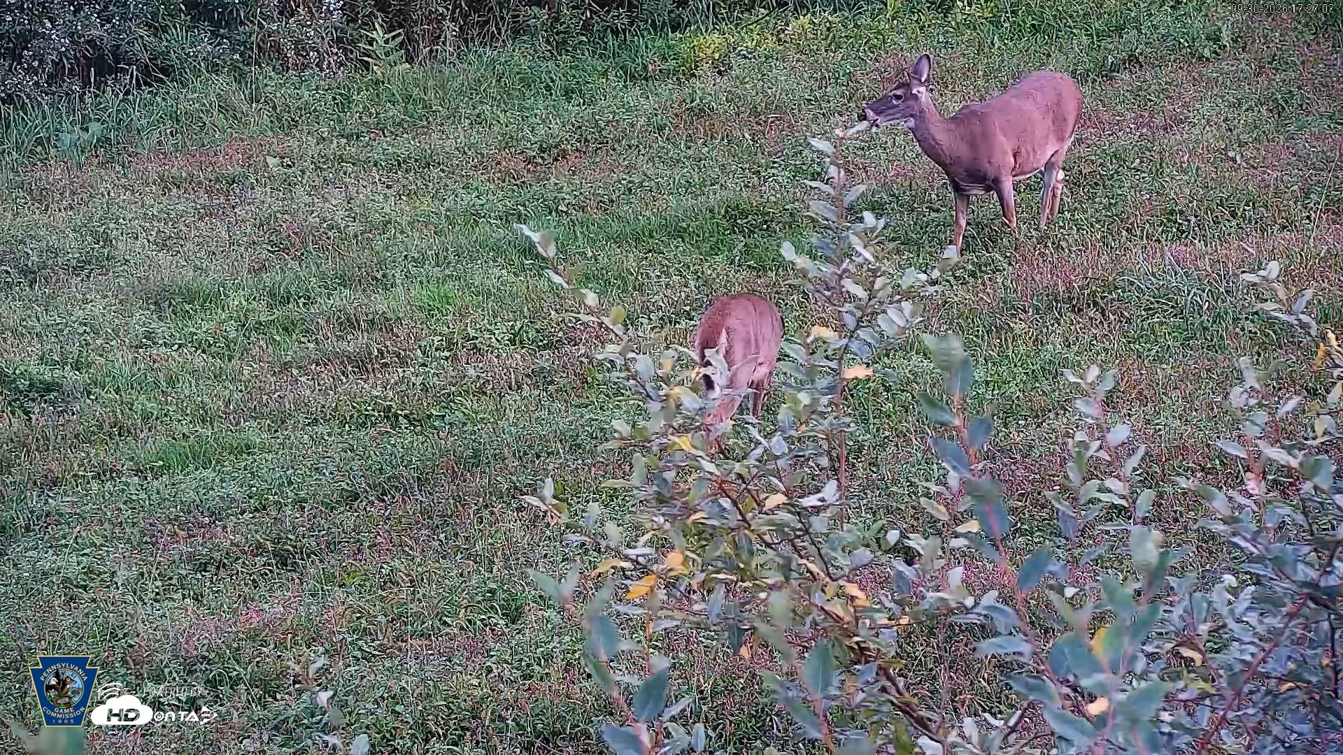 Snapshot of Pennsylvania Elk Live Webcam taken Sep 30, 2026, 5:28pm EDT