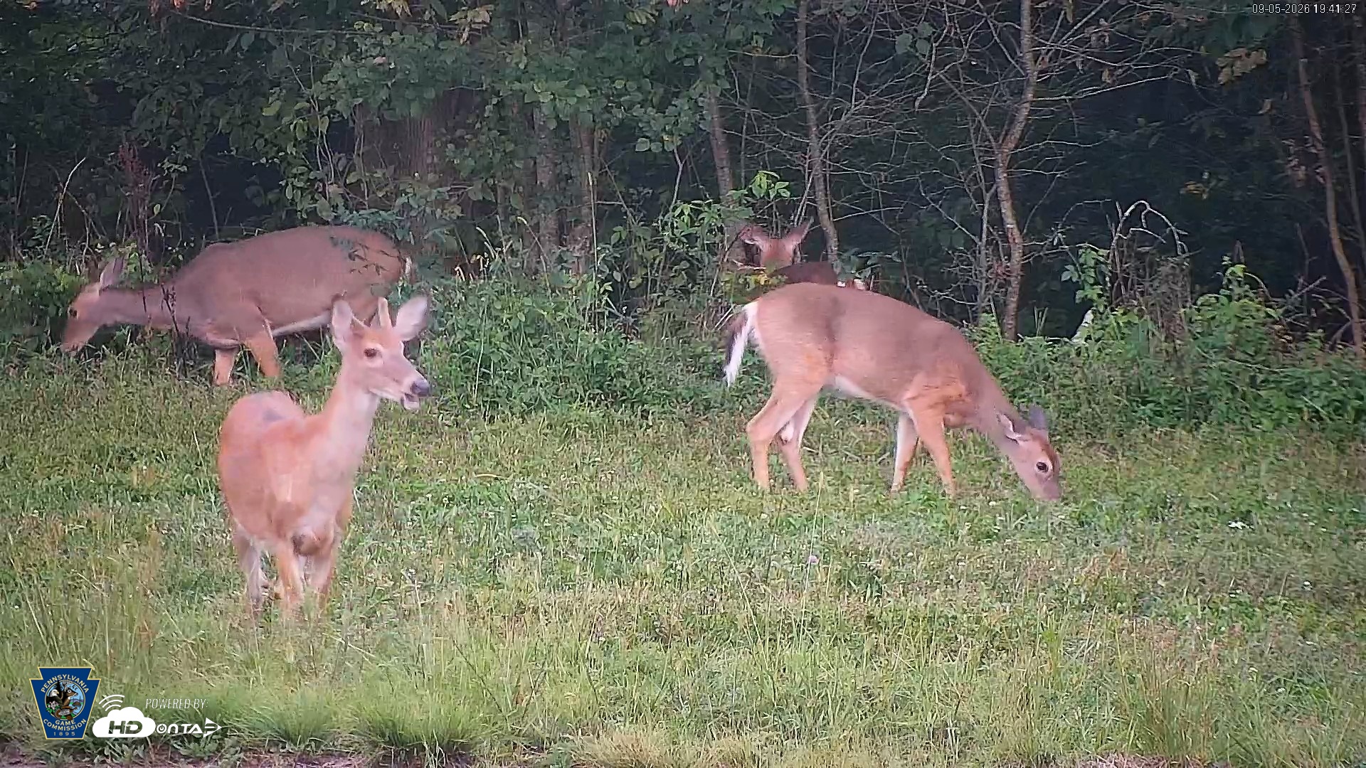 Snapshot of Pennsylvania Elk Live Webcam taken Sep 5, 2026, 7:42pm EDT