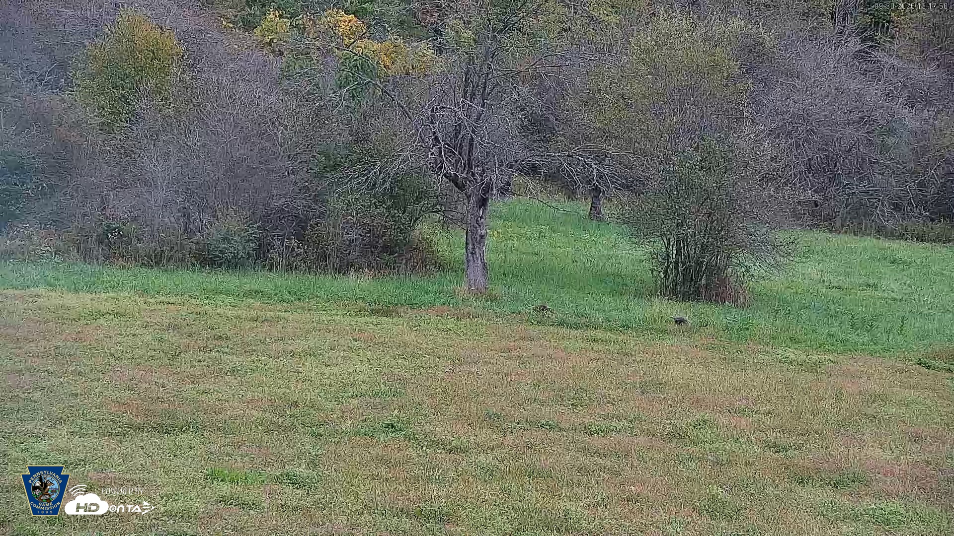 Snapshot of Pennsylvania Elk Live Webcam taken Sep 30, 2026, 1:18pm EDT