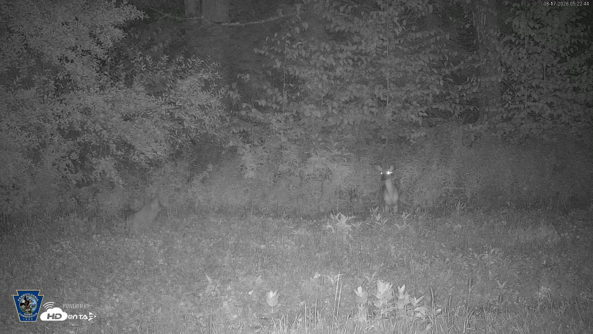 Snapshot of Pennsylvania Elk Live Webcam taken Aug 17, 2026, 5:23am EDT