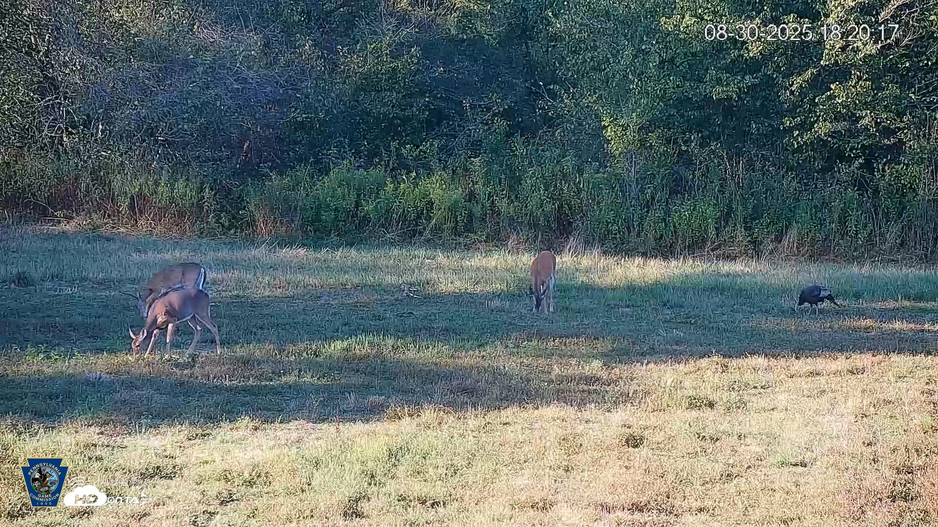 Snapshot of Pennsylvania Elk Live Webcam taken Aug 30, 2025, 6:20pm EDT