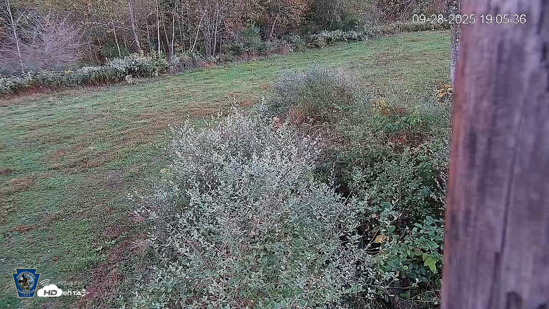 Snapshot of Pennsylvania Elk Live Webcam taken Sep 28, 2025, 7:06pm EDT