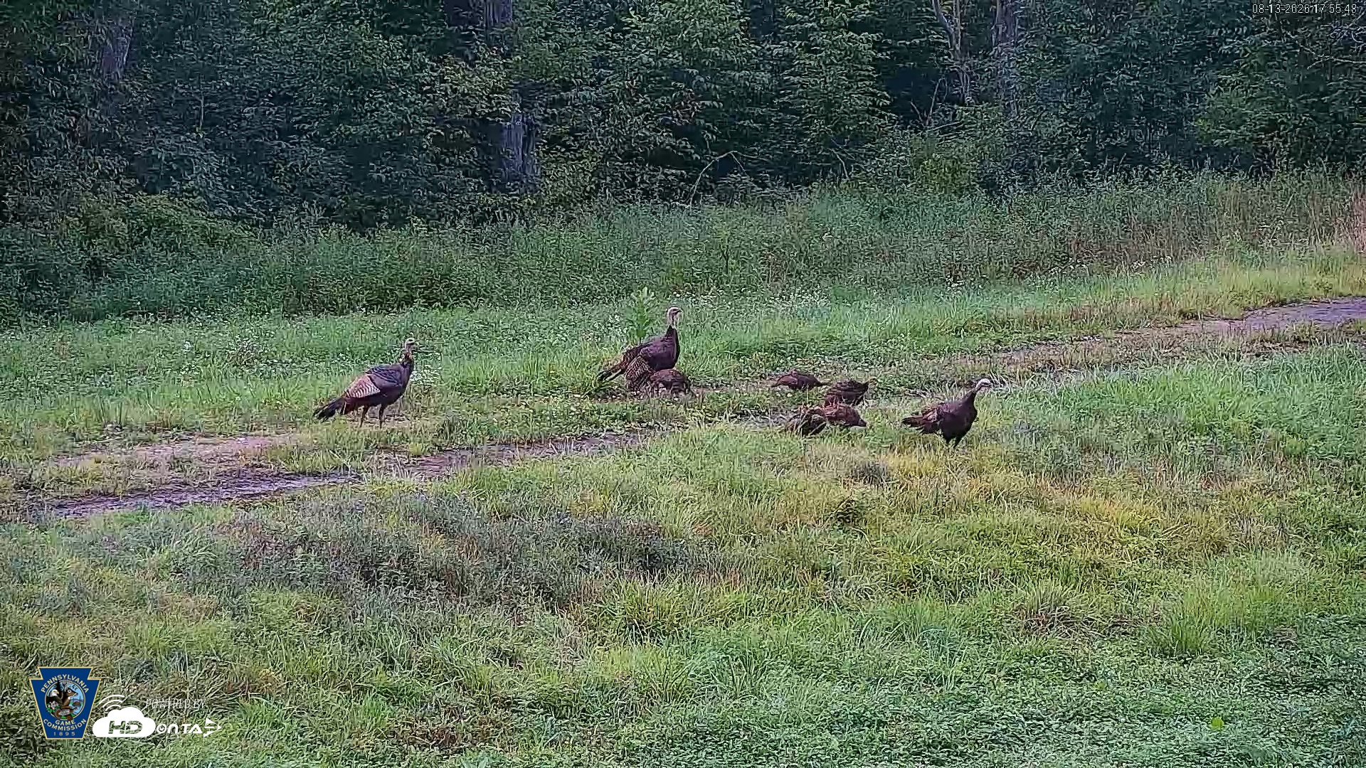 Snapshot of Pennsylvania Elk Live Webcam taken Aug 13, 2026, 5:57pm EDT