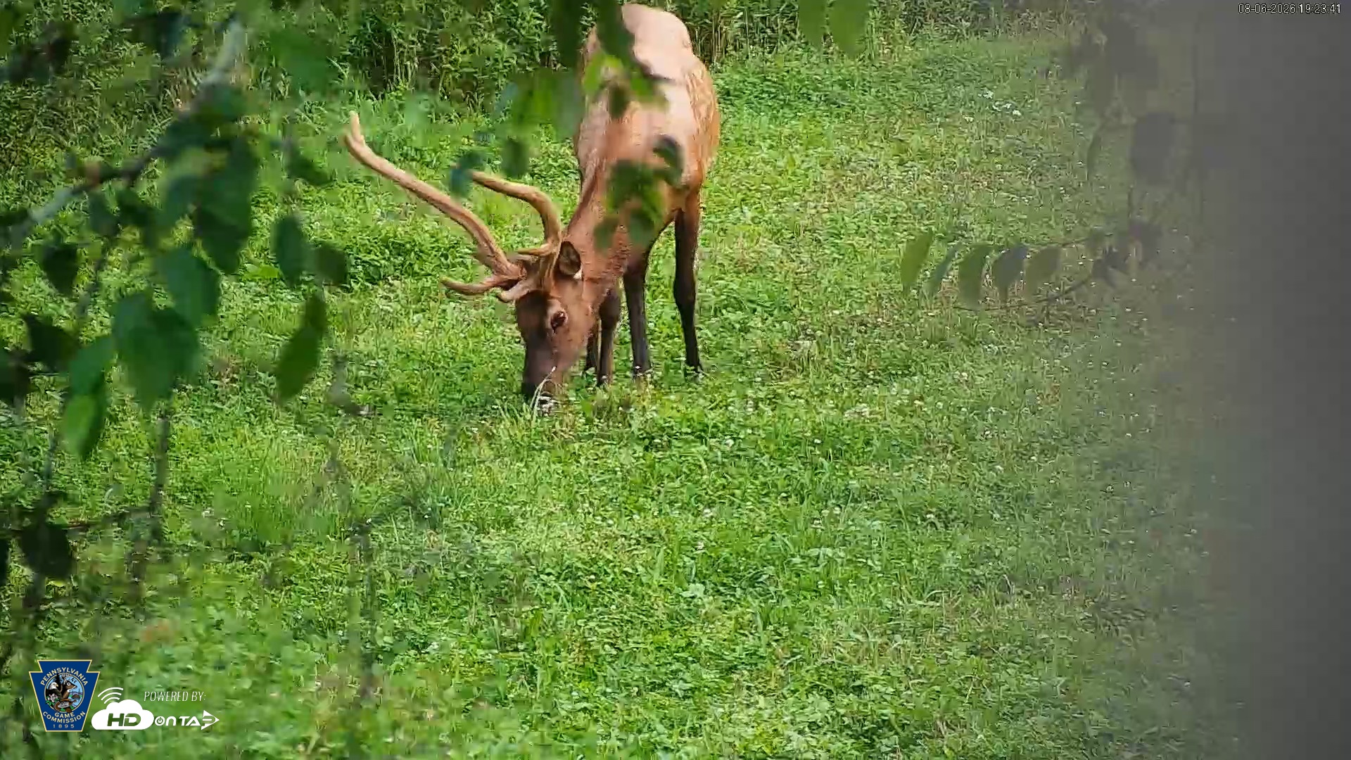 Snapshot of Pennsylvania Elk Live Webcam taken Aug 6, 2026, 7:24pm EDT