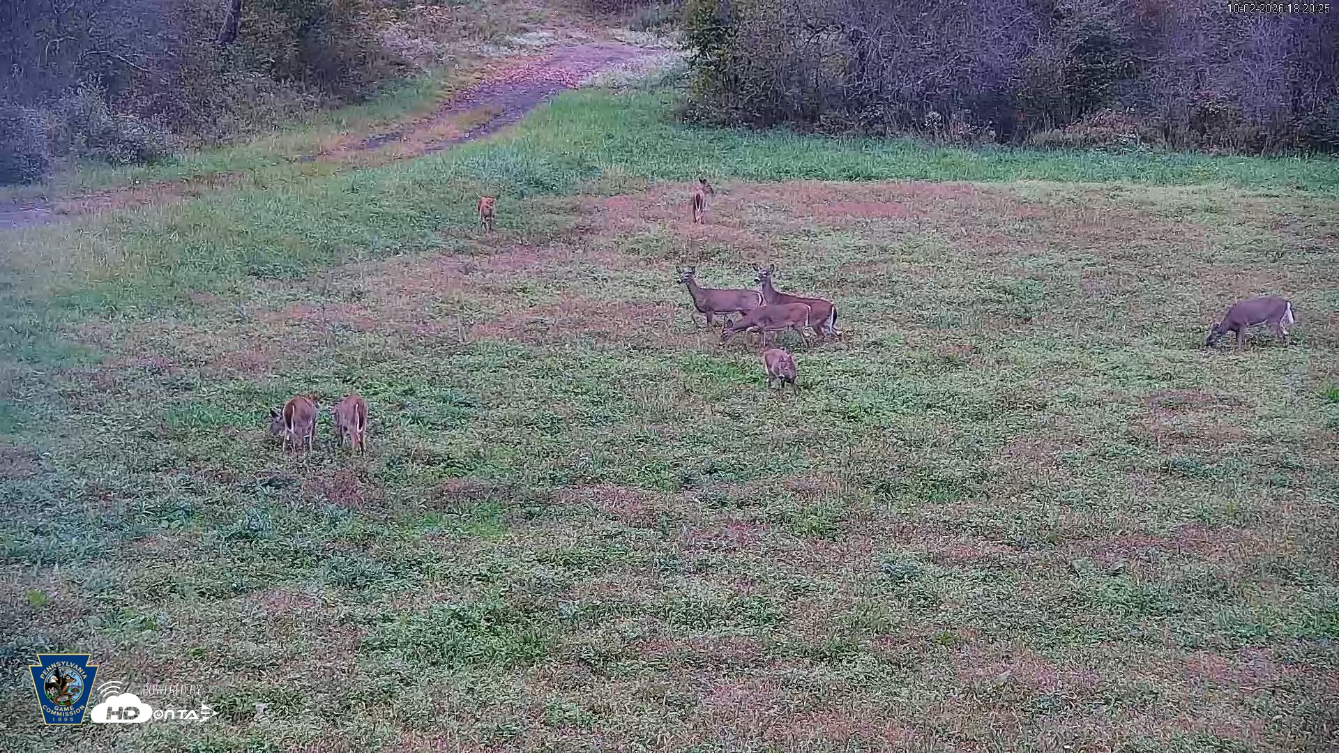 Snapshot of Pennsylvania Elk Live Webcam taken Oct 2, 2026, 6:21pm EDT