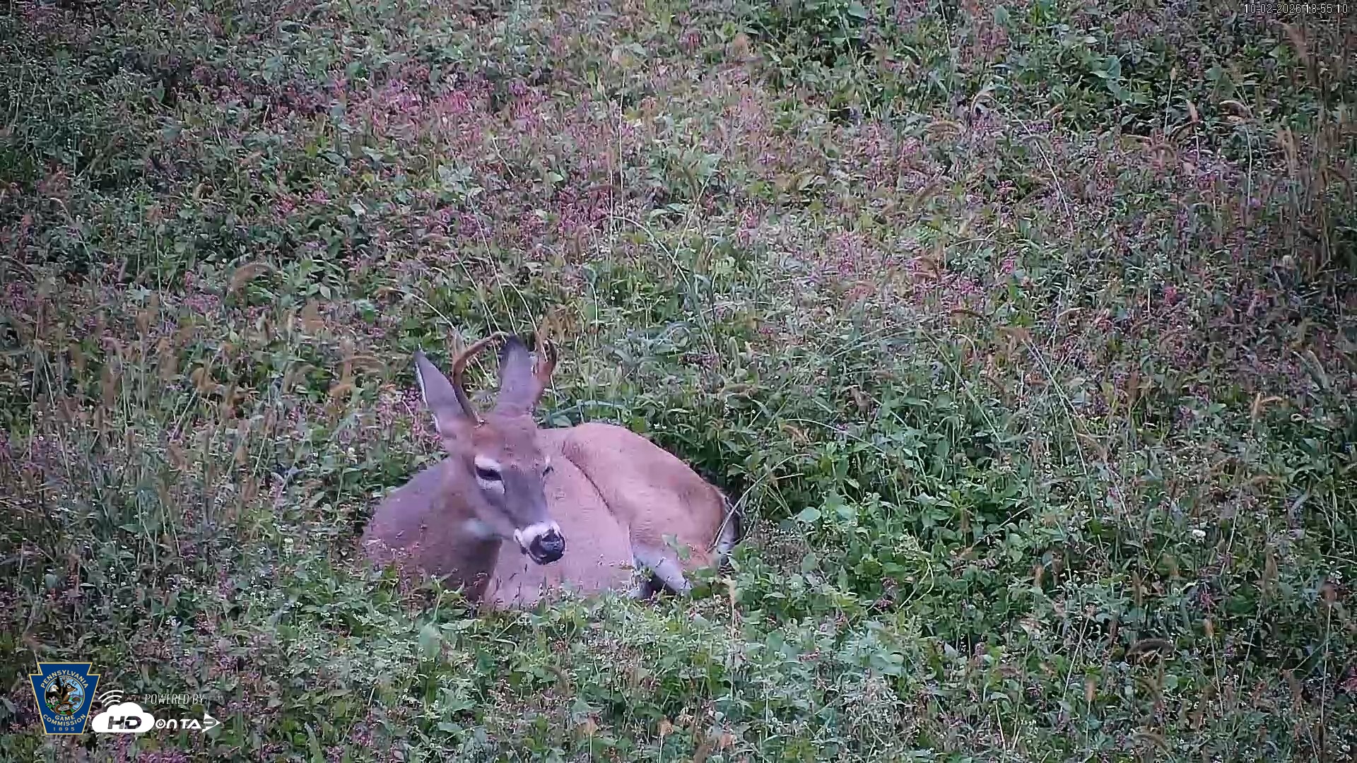 Snapshot of Pennsylvania Elk Live Webcam taken Oct 2, 2026, 6:55pm EDT