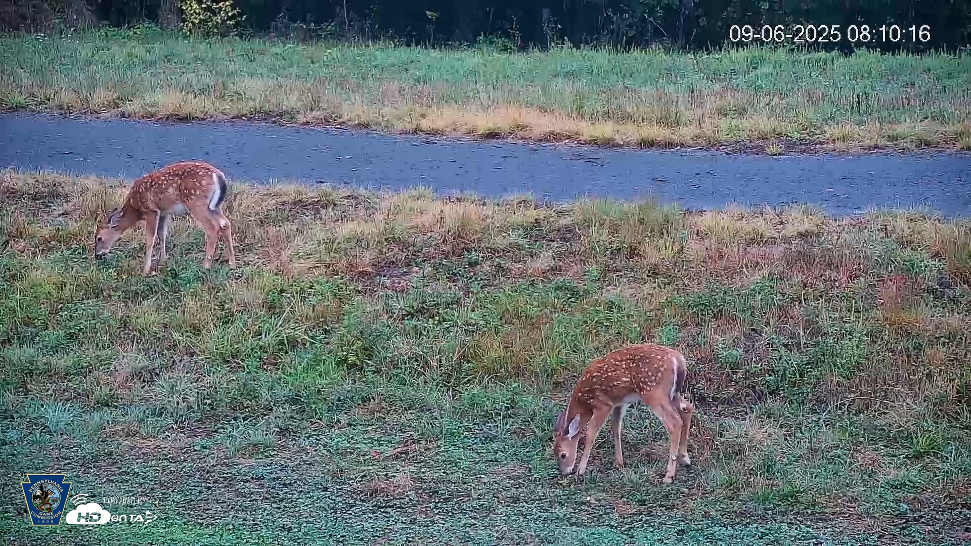 Snapshot of Pennsylvania Elk Live Webcam taken Sep 6, 2025, 8:11am EDT