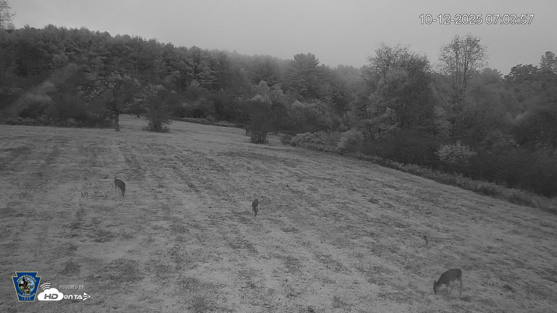 Snapshot of Pennsylvania Elk Live Webcam taken Oct 12, 2025, 7:04am EDT