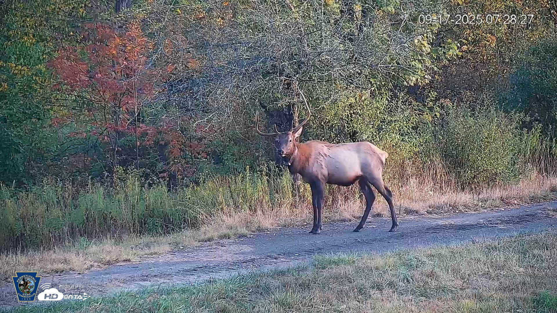 Snapshot of Pennsylvania Elk Live Webcam taken Sep 17, 2025, 7:29am EDT