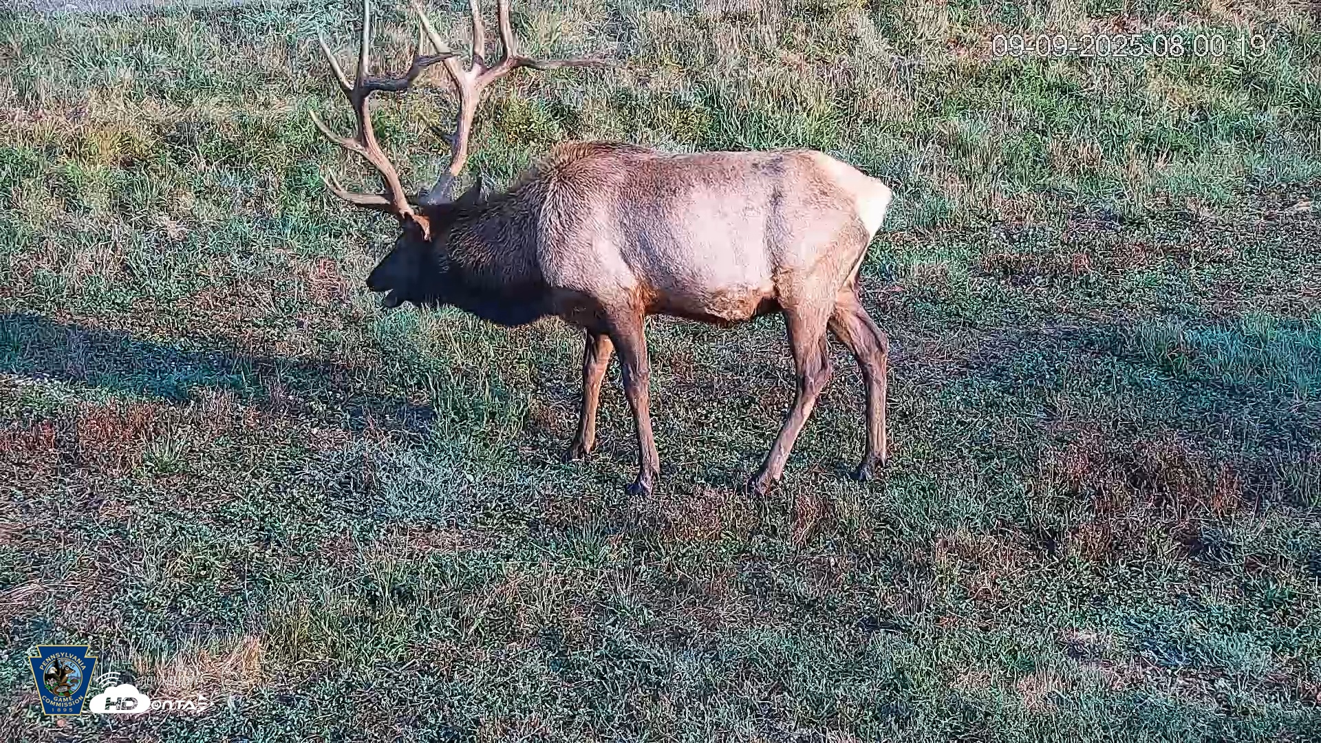 Snapshot of Pennsylvania Elk Live Webcam taken Sep 9, 2025, 8:01am EDT