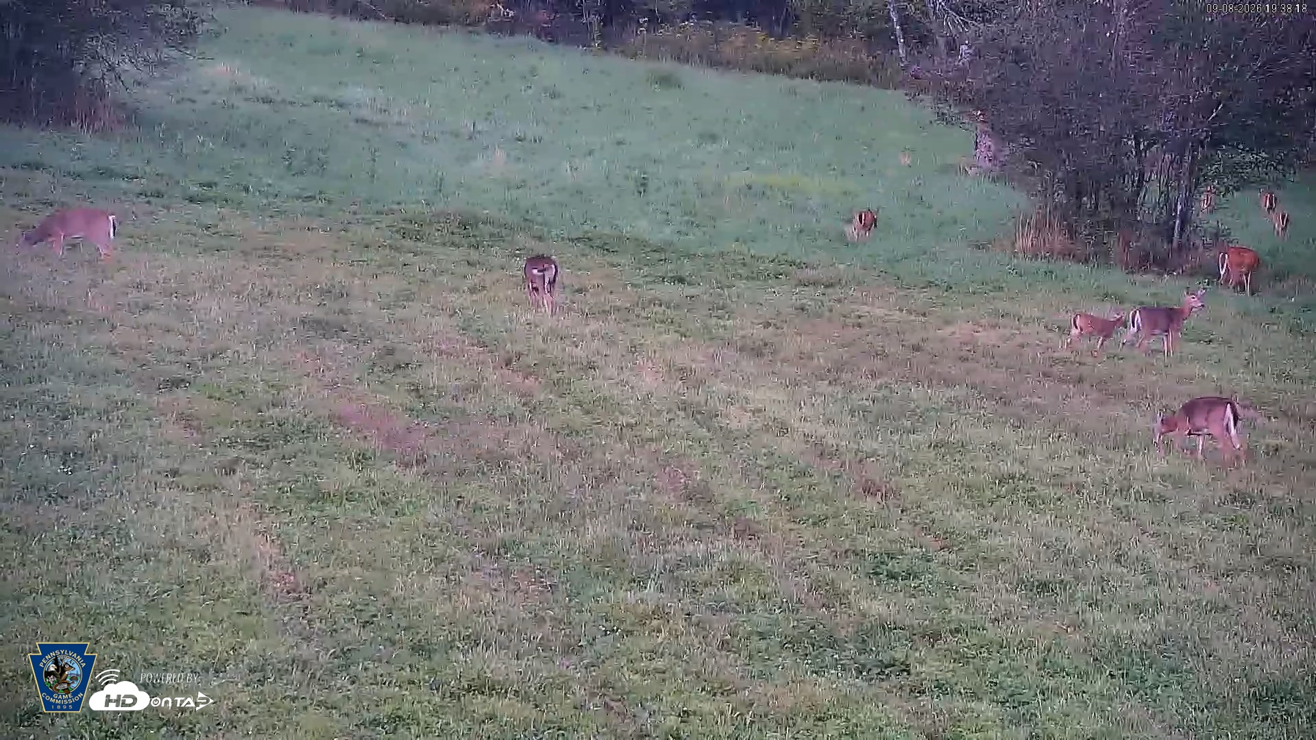 Snapshot of Pennsylvania Elk Live Webcam taken Sep 8, 2026, 7:39pm EDT