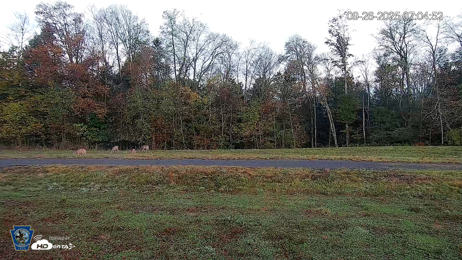 Snapshot of Pennsylvania Elk Live Webcam taken Sep 26, 2025, 7:05am EDT