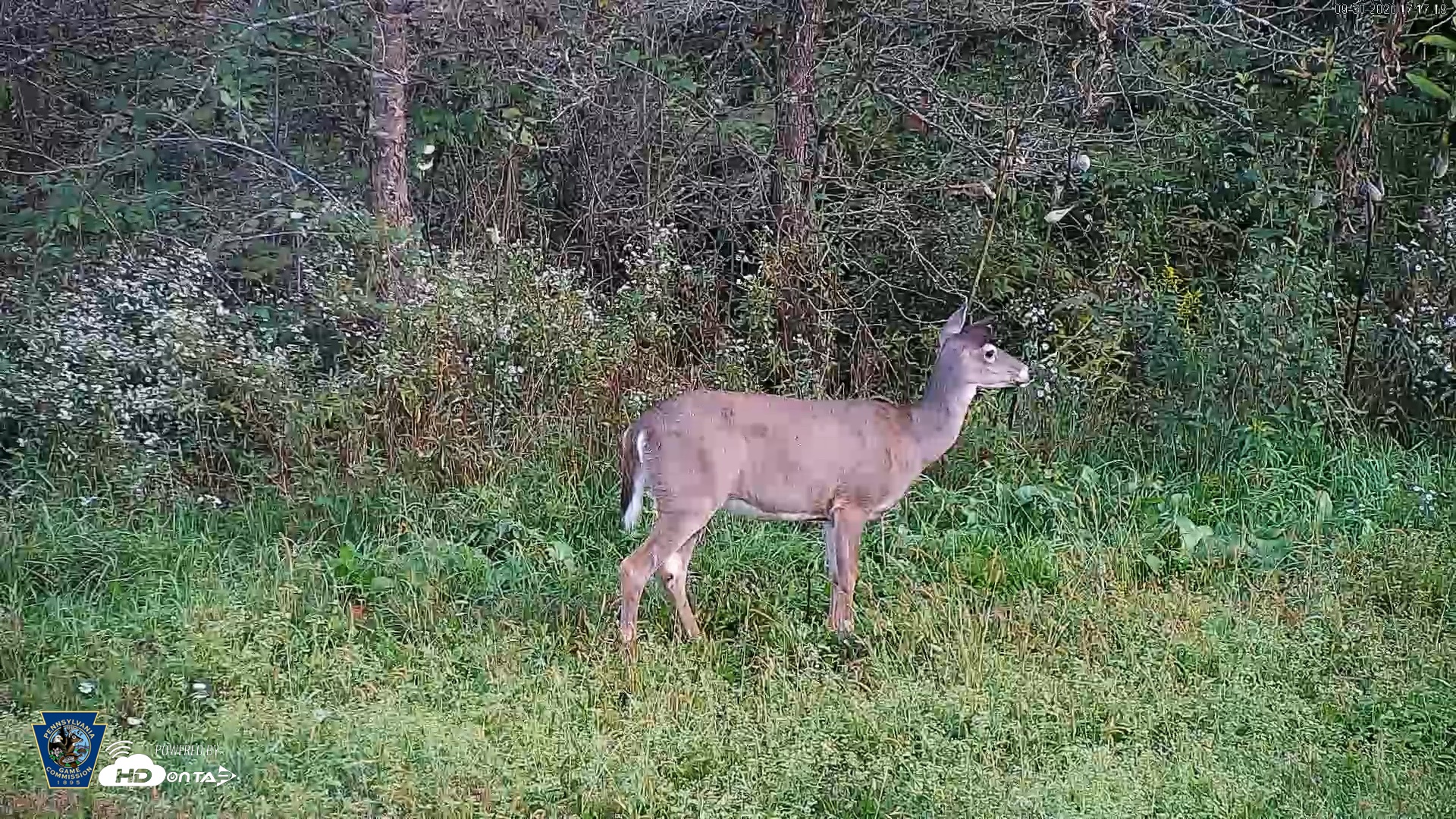 Snapshot of Pennsylvania Elk Live Webcam taken Sep 30, 2026, 5:18pm EDT