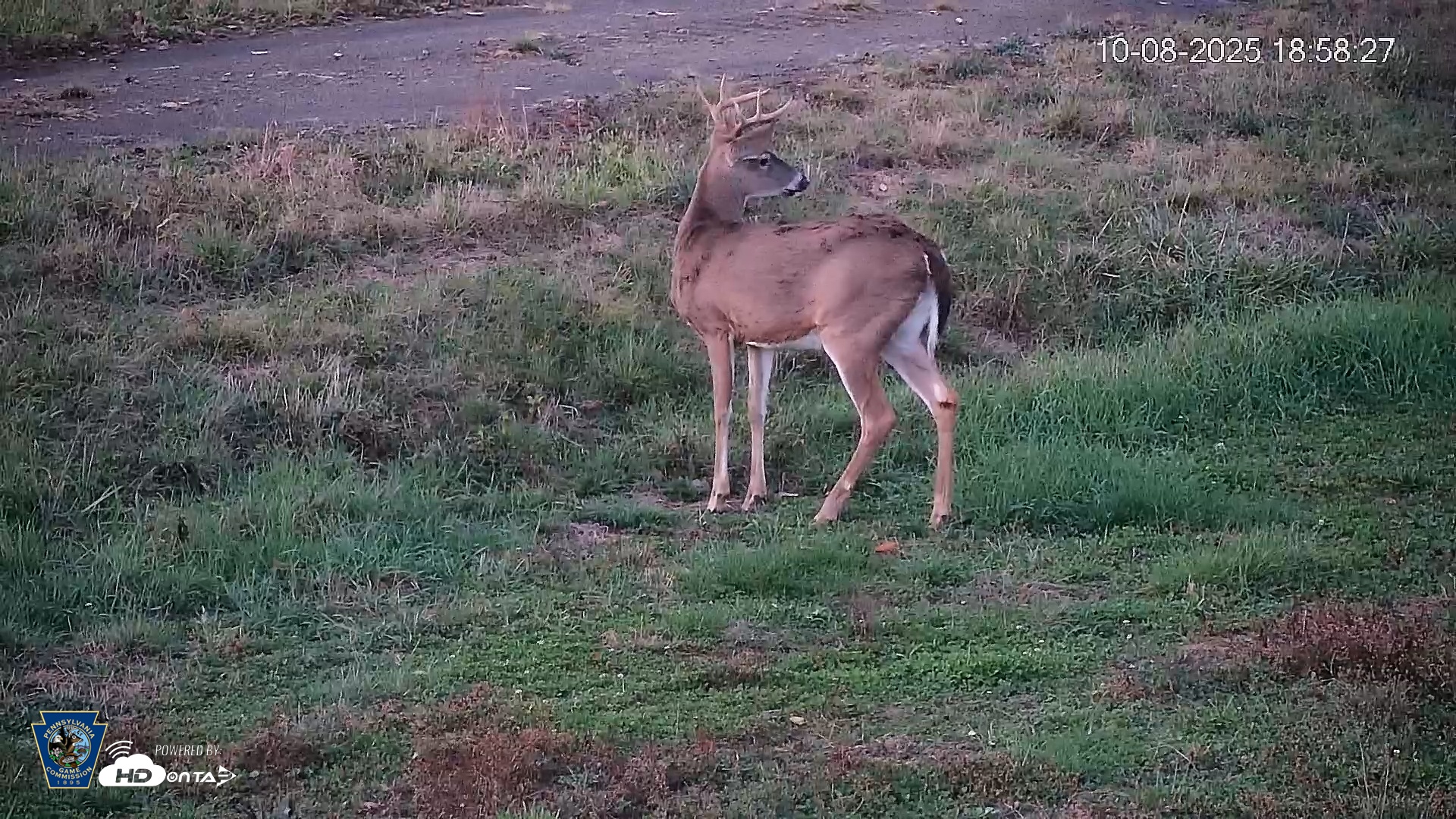 Snapshot of Pennsylvania Elk Live Webcam taken Oct 8, 2025, 6:59pm EDT