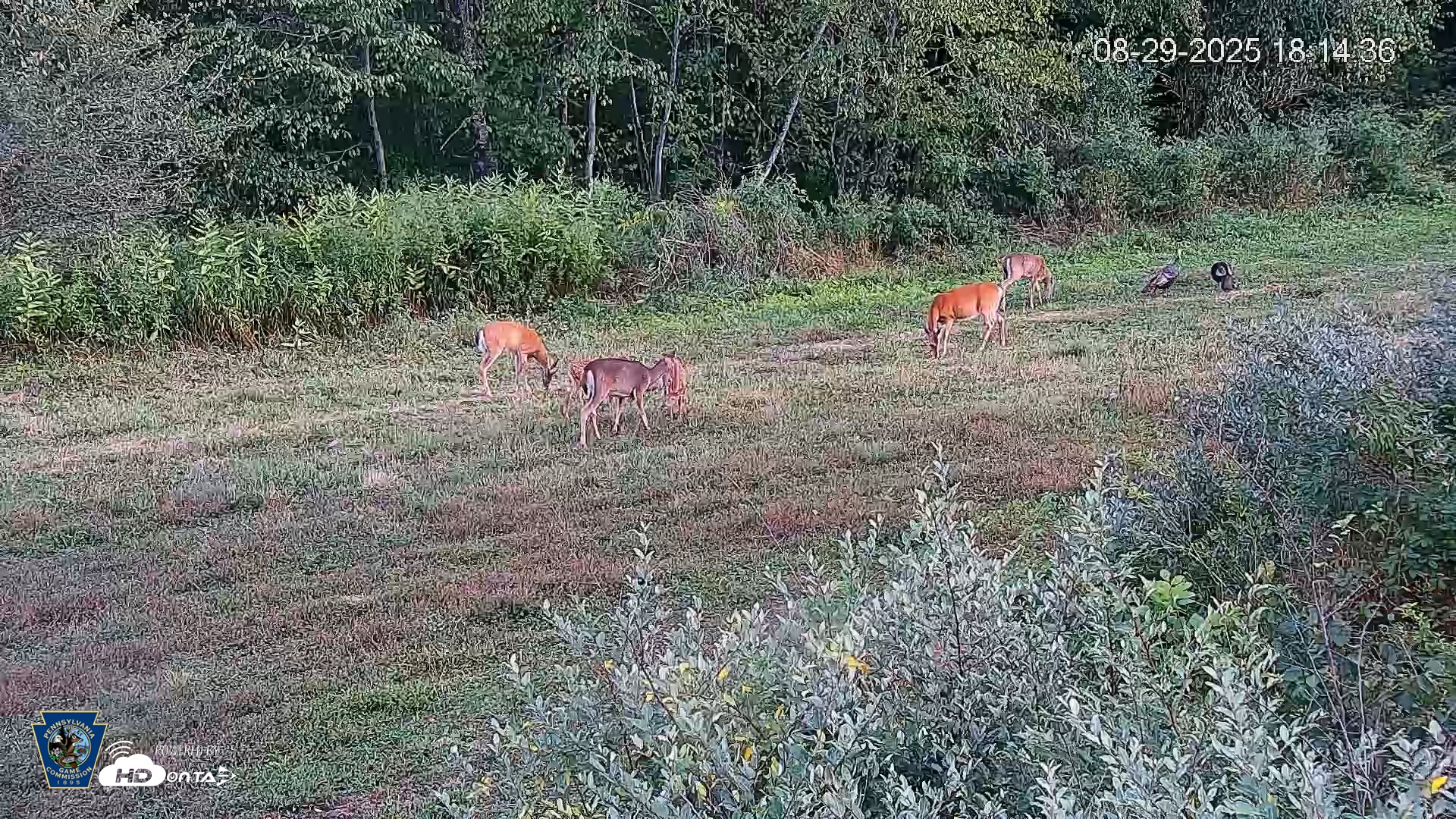 Snapshot of Pennsylvania Elk Live Webcam taken Aug 29, 2025, 6:15pm EDT