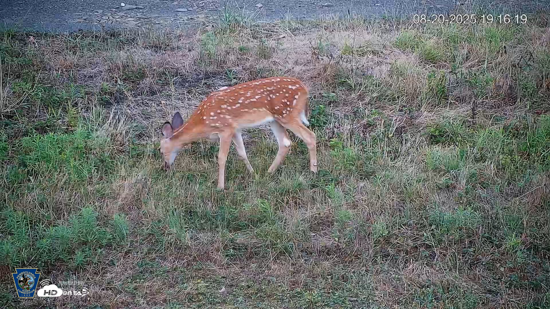 Snapshot of Pennsylvania Elk Live Webcam taken Aug 20, 2025, 7:17pm EDT